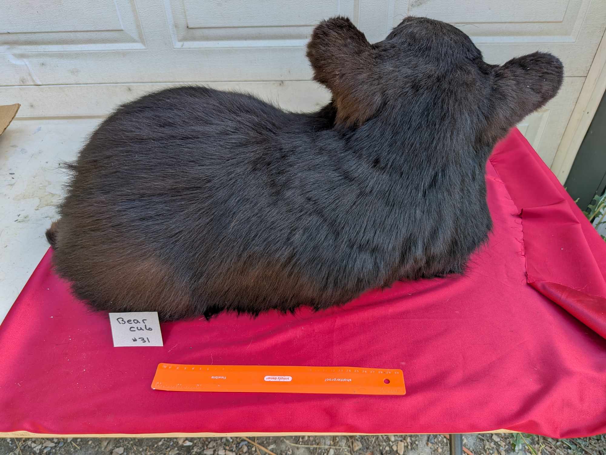 FHPAT122 - Baby Bear taxidermy mount tiny