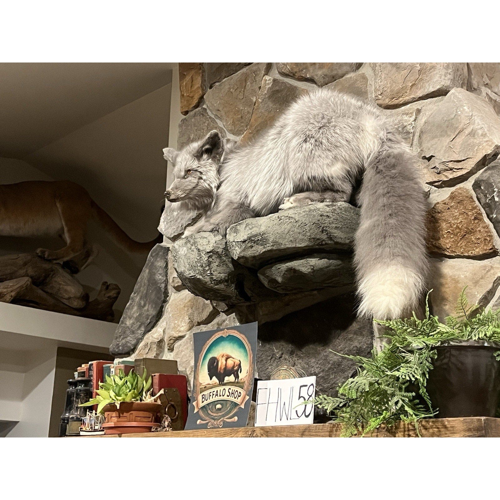 FHWL58 - Beautiful Grey Ranch Fox Taxidermy Full Body Mount