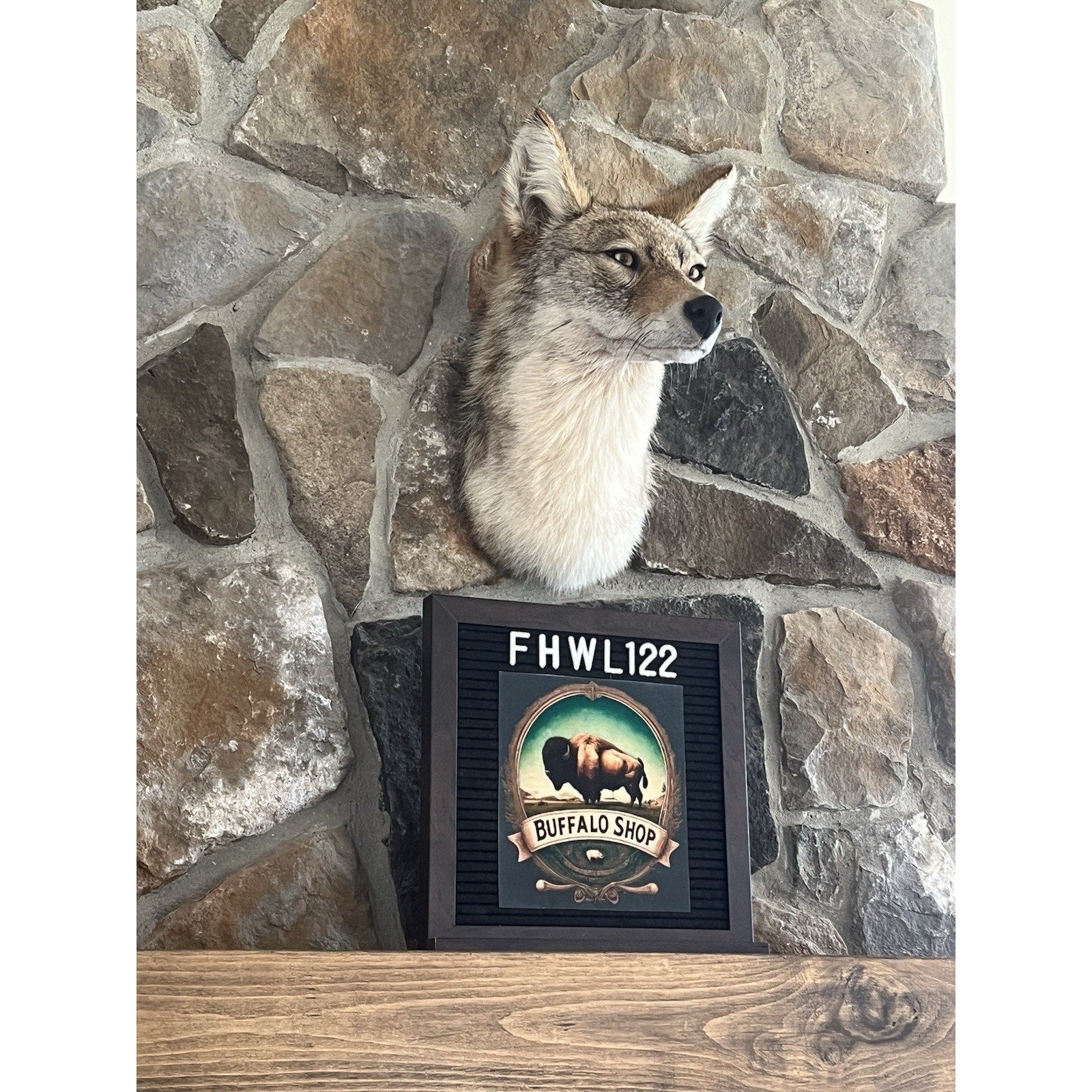 FHWL122 - Coyote Shoulder Museum Quality mount Taxidermy