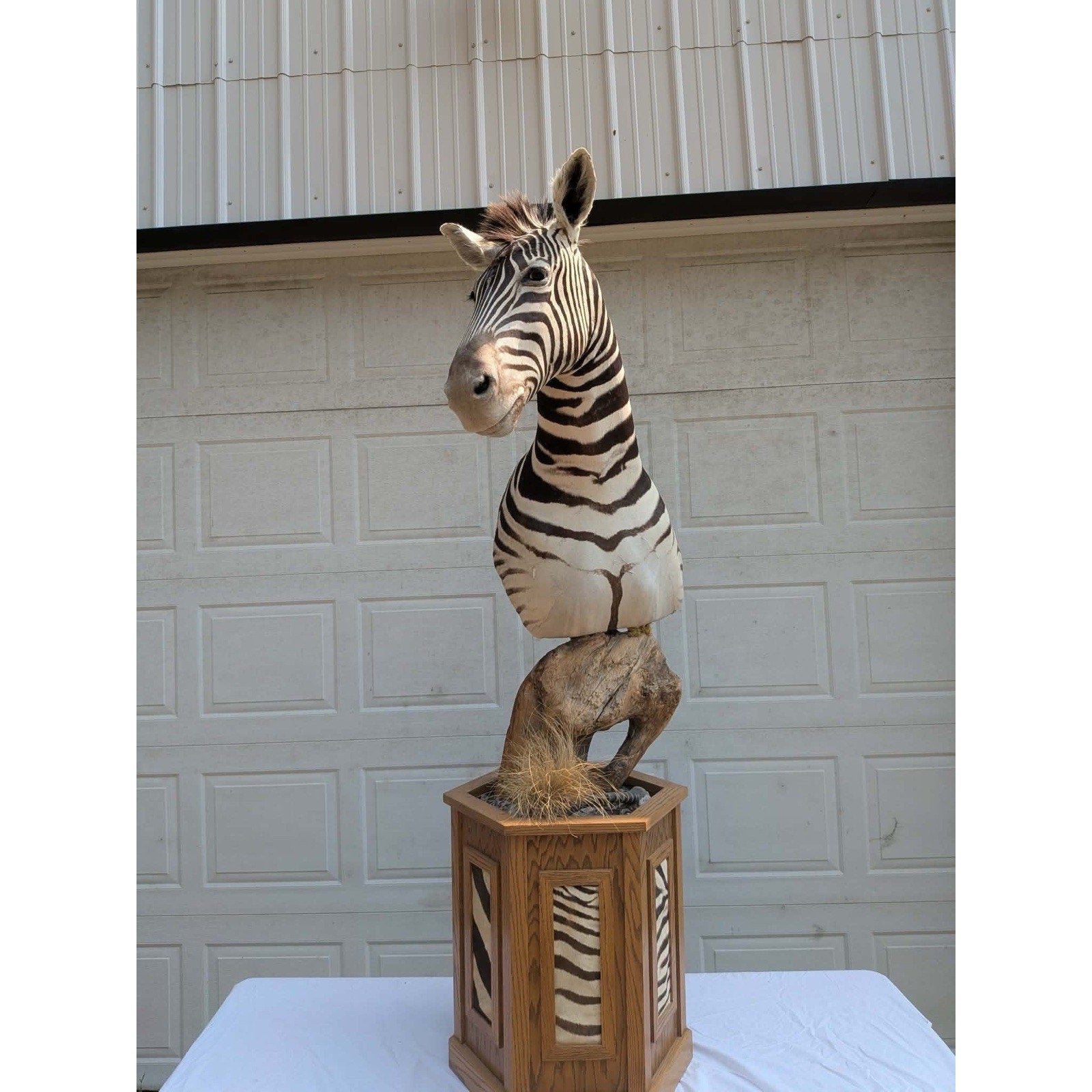 FHPATZE1- RARE Zebra Taxidermy Mount Free Shipping