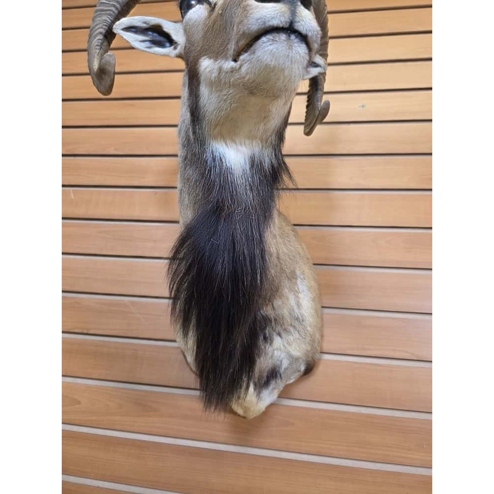 FHMN2 - Mouflon Ram taxidermy shoulder mount