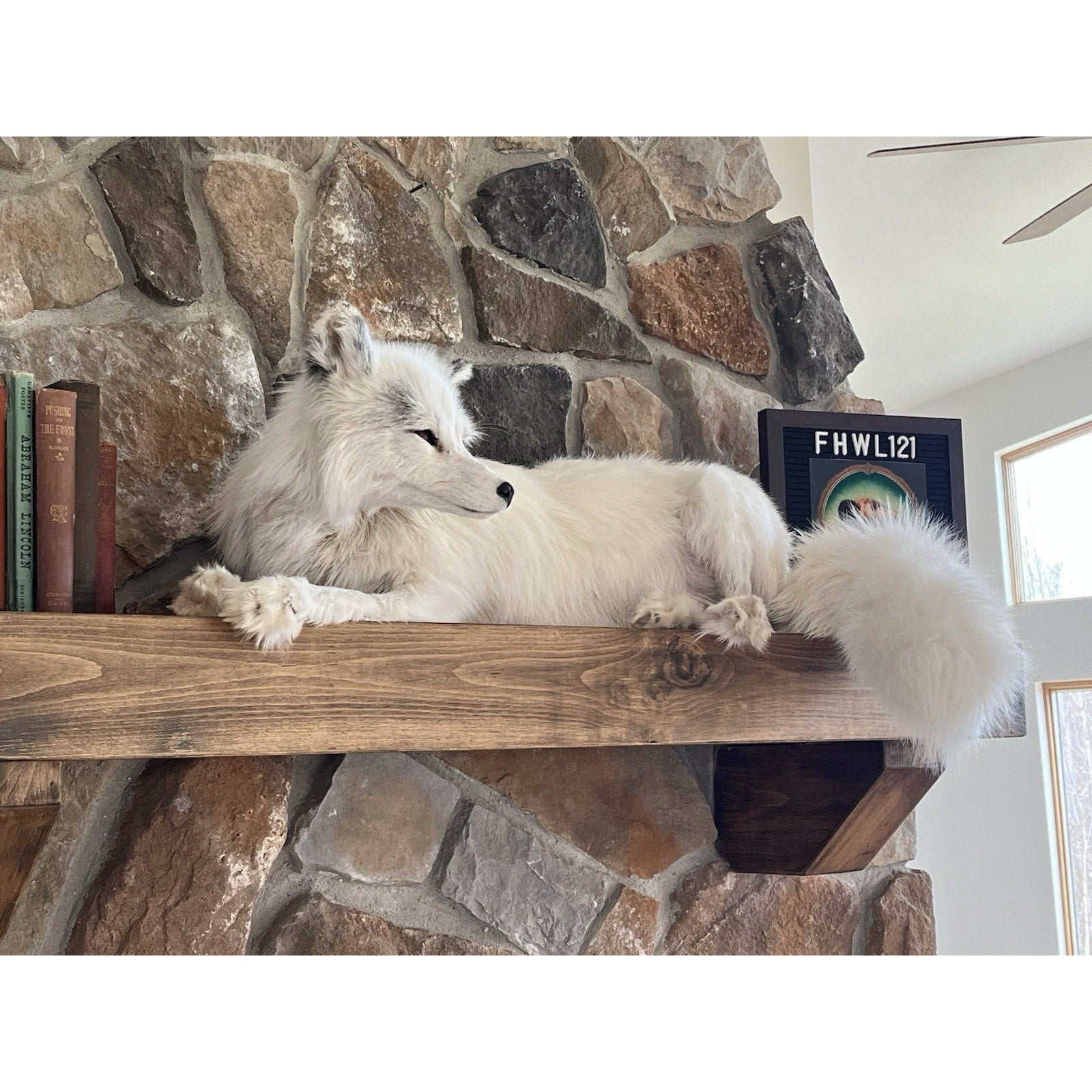 FHWL121 - White Ranch Fox Taxidermy Full Body Mount