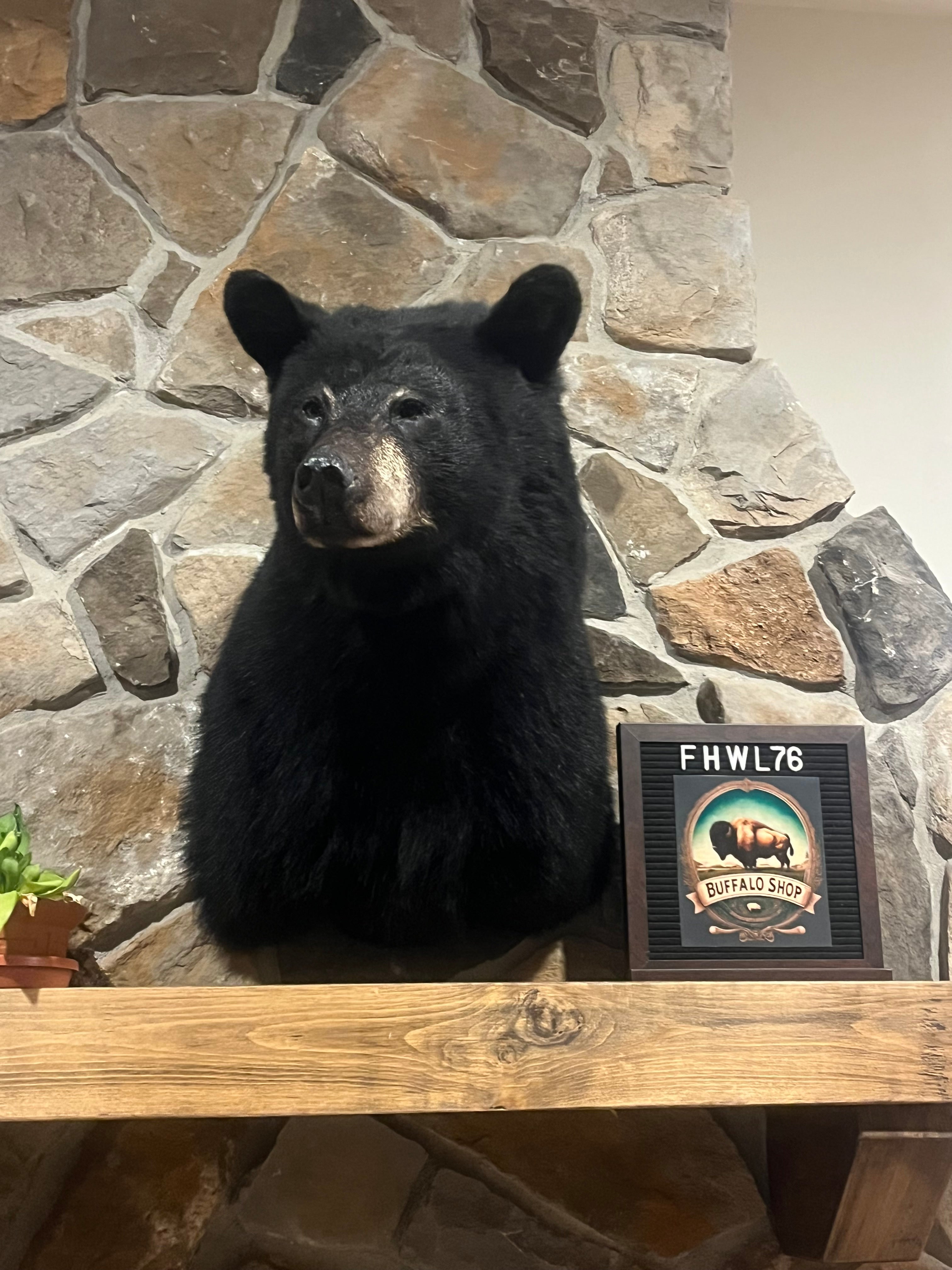 FHWL76 - Black Bear shoulder mount
