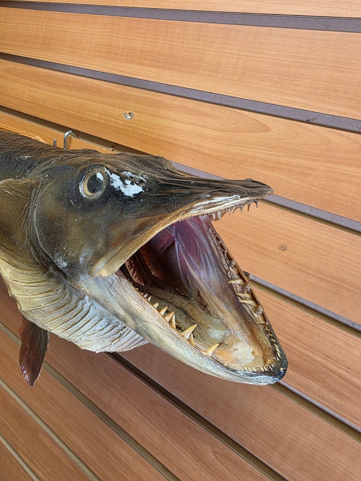 JF4 - 37" Northern real skin taxidermy fish