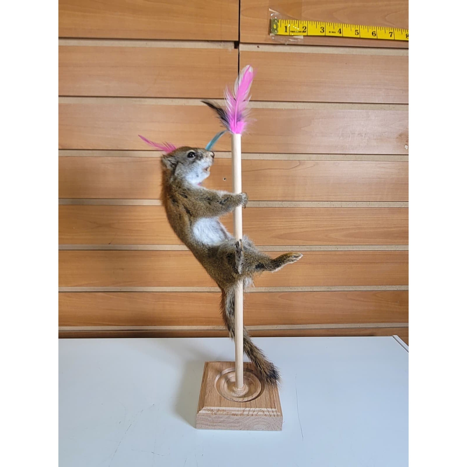 FHSQ307 - Stripping American Red Squirrel Taxidermy Mount