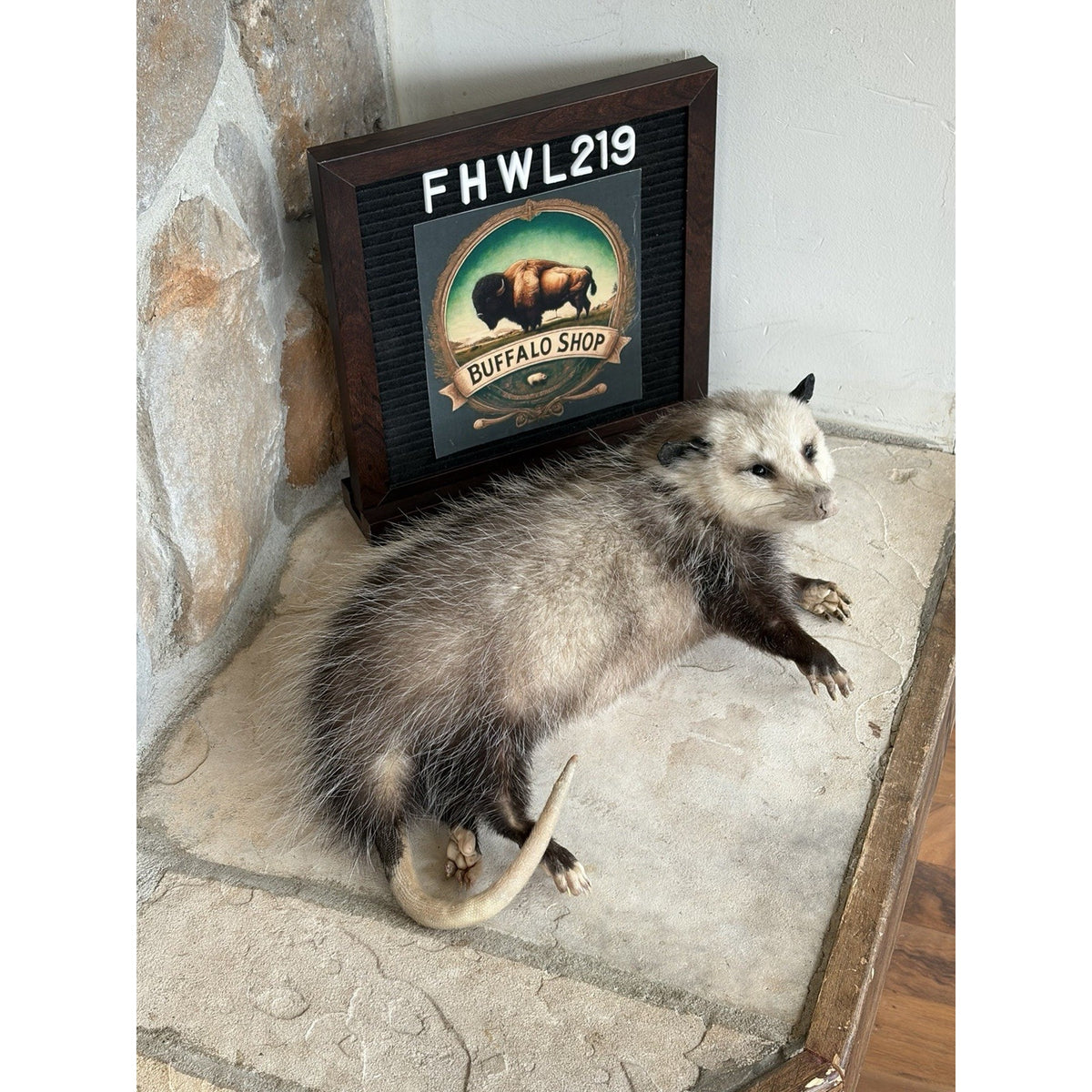 FHWL219 - Baby Opossum Taxidermy Full Body Mount
