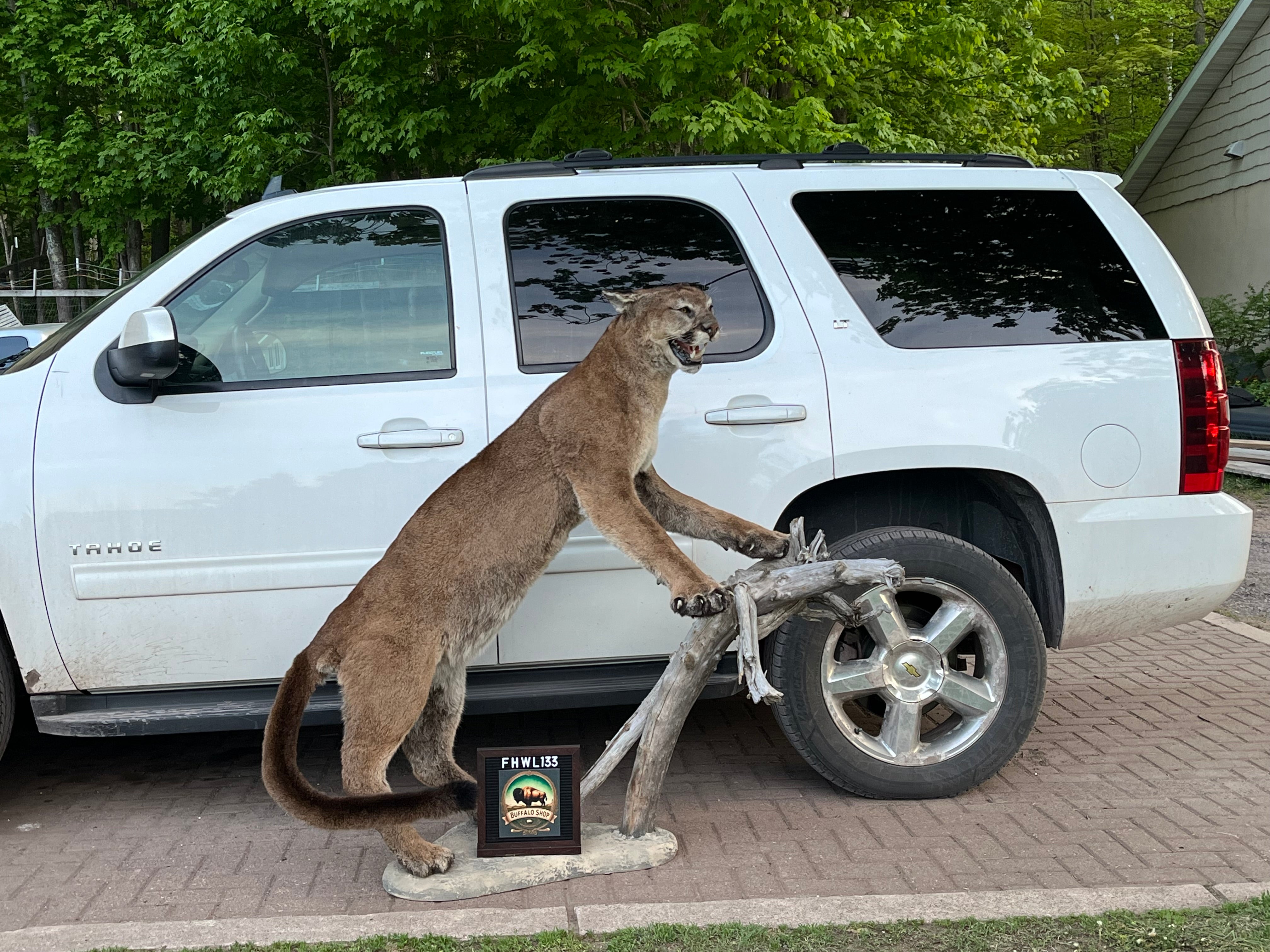 FHWL133 - massive Cougar aggressive Lifesize Taxidermy Mount