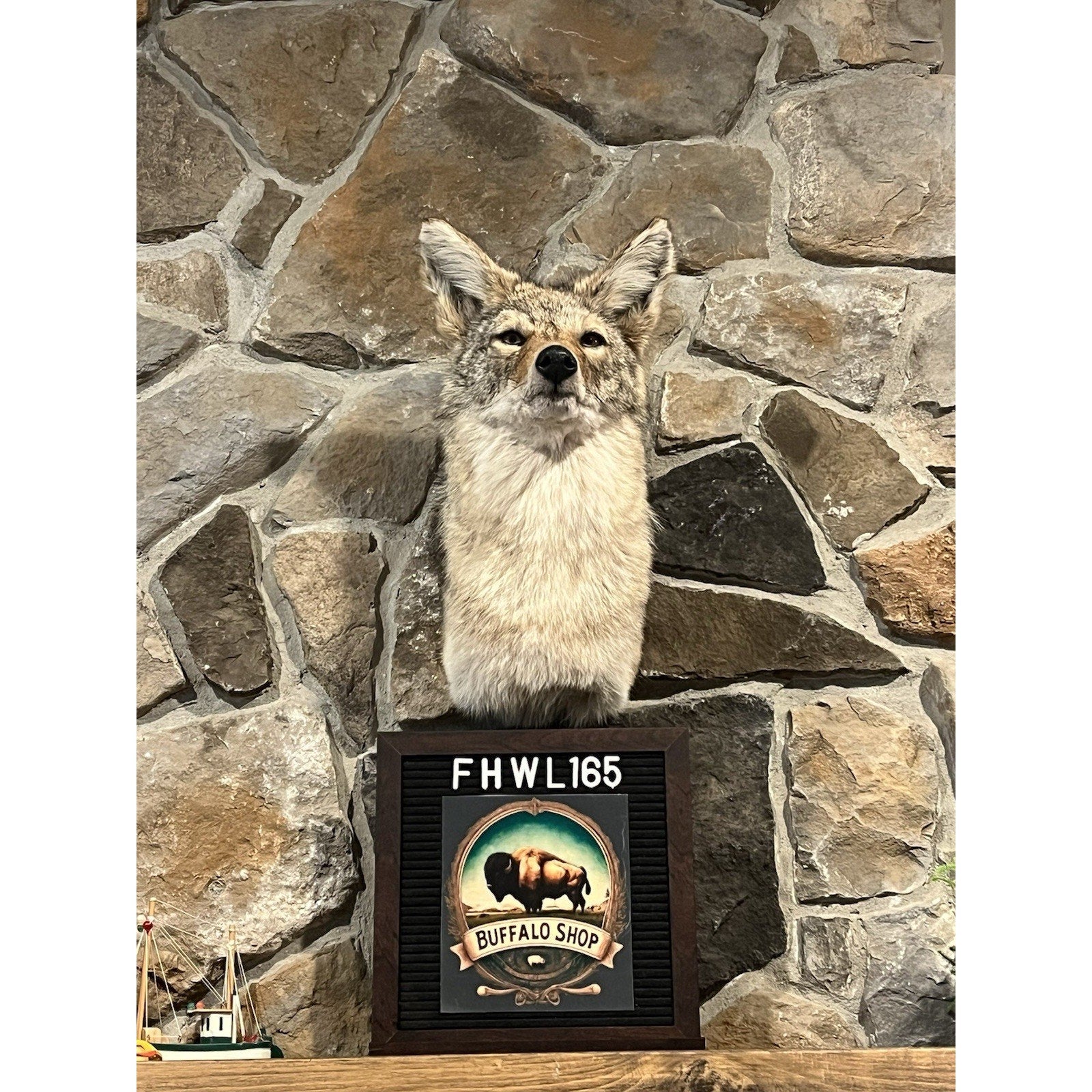FHWL165 - Coyote Shoulder Museum Quality mount Taxidermy