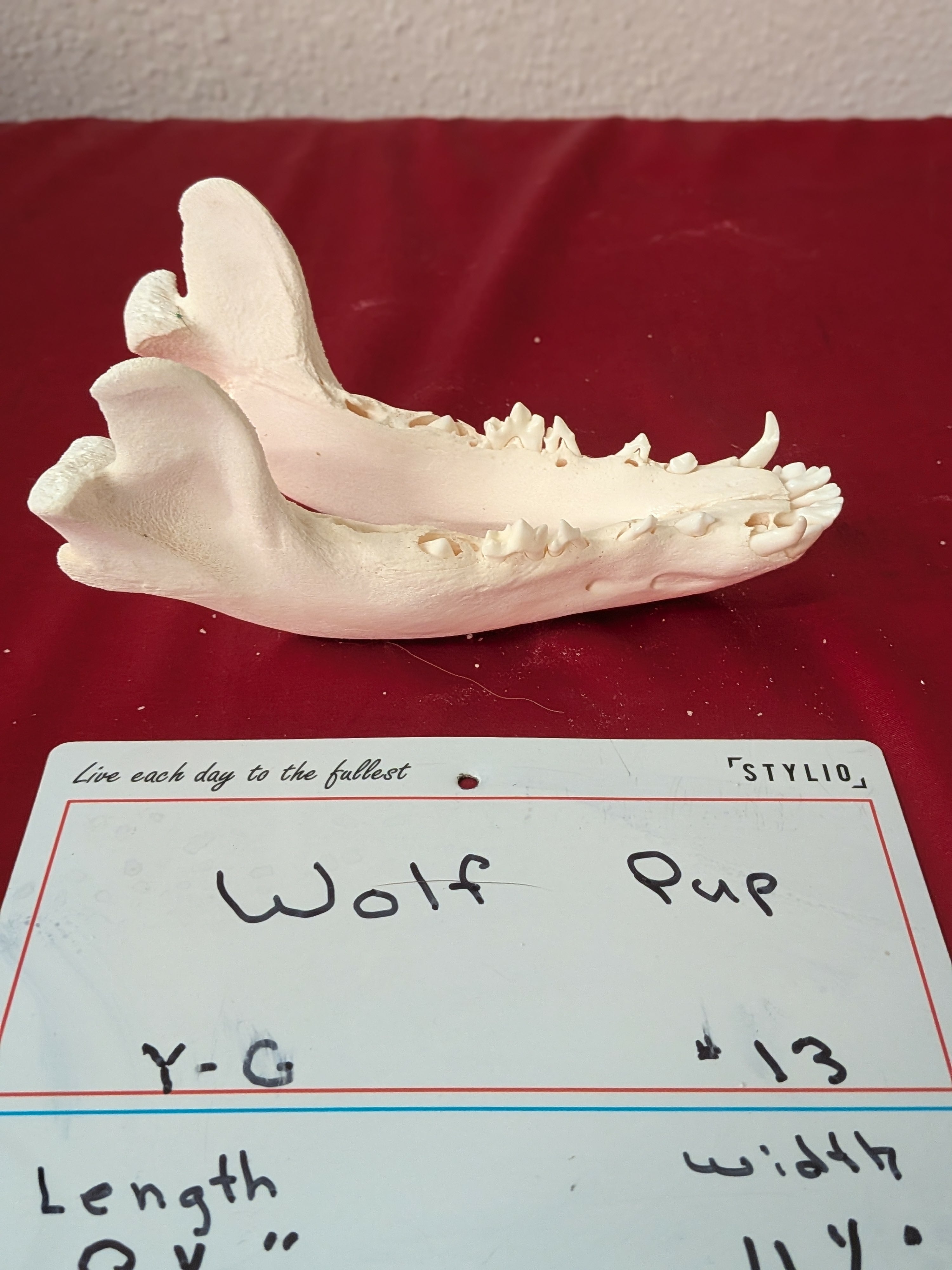 FHSUZW13 - Wolf Pup Skull Perfect Teeth