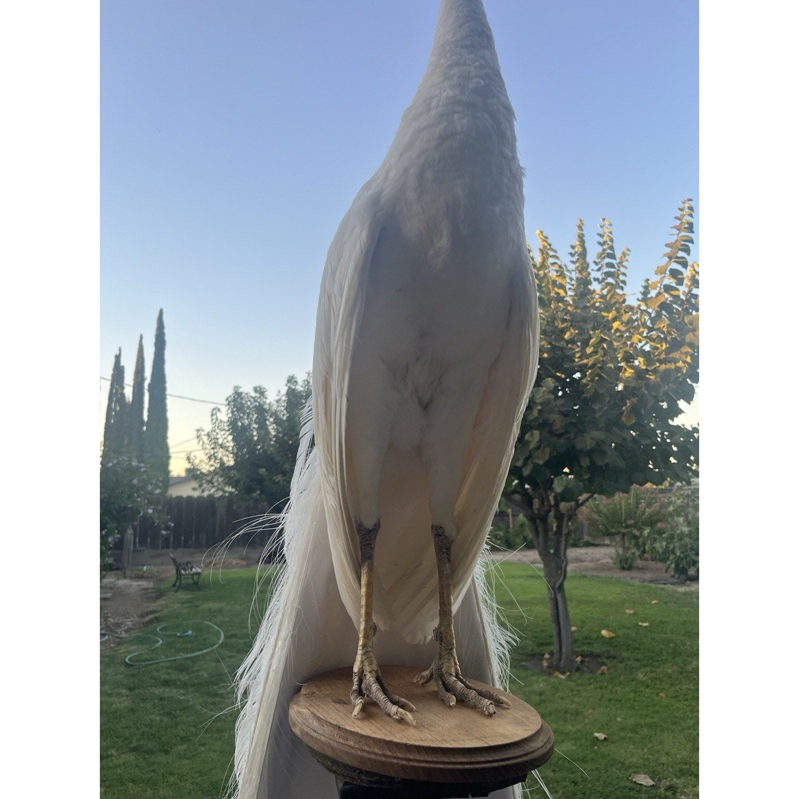 FHJOEL332 - Rare White PEACOCK Taxidermy Mount