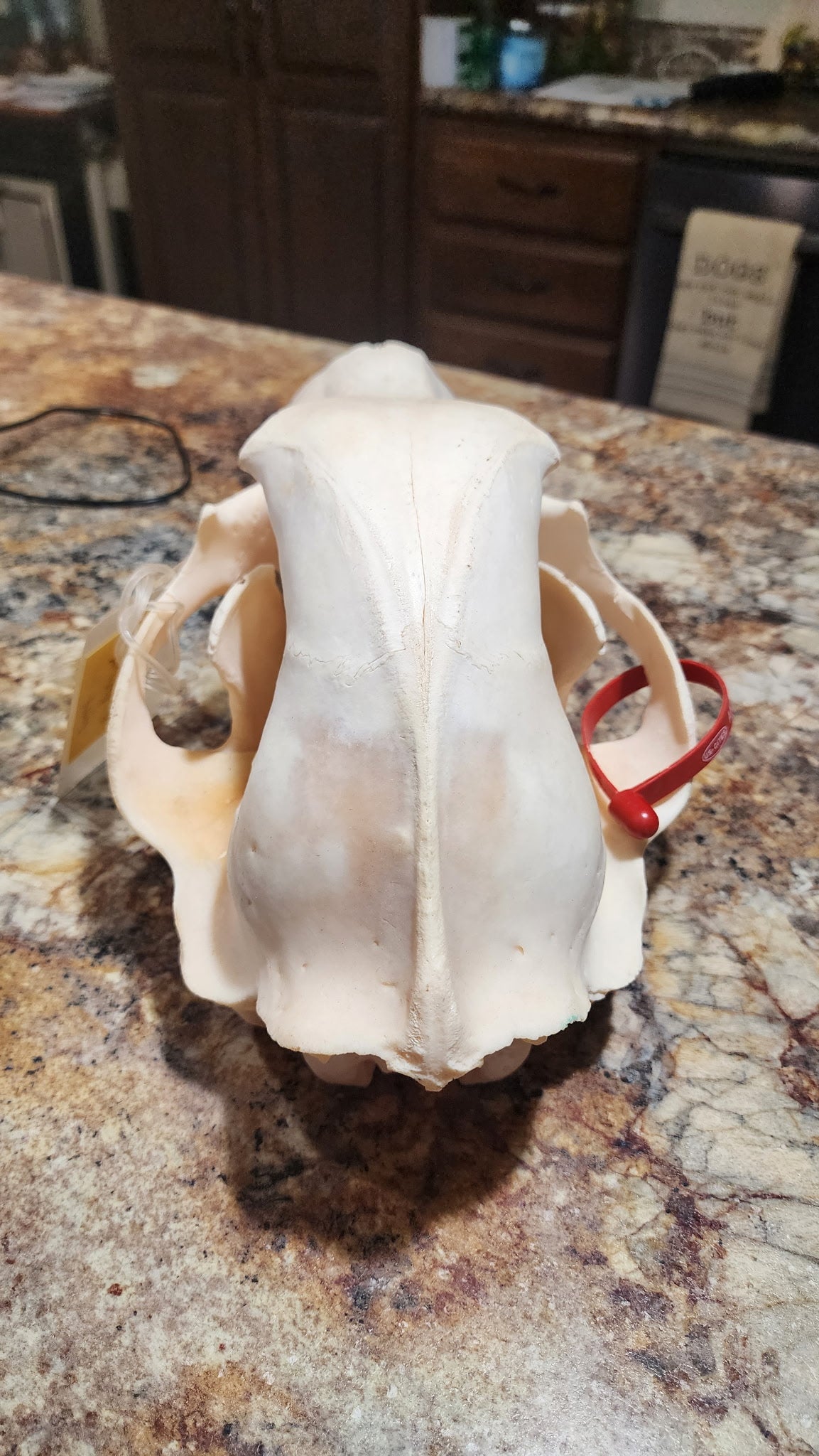 FHBRAD93 - real Grizzly bear skull
