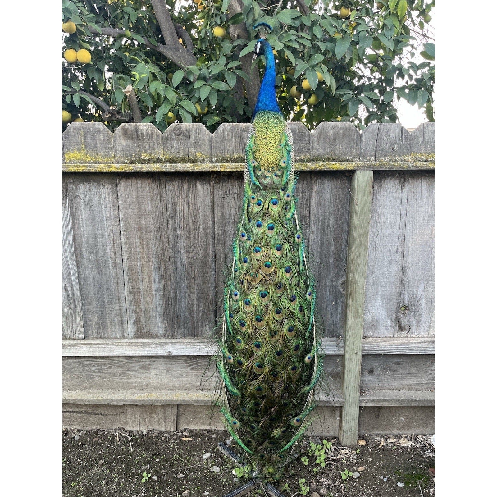 India Blue Real PEACOCK Taxidermy Mount museum quality