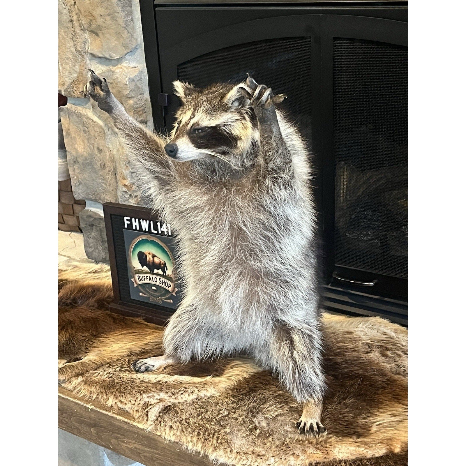 FHWL141- Fat Raccoon Taxidermy Mount