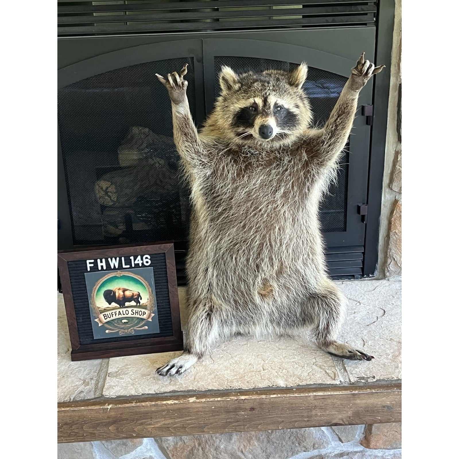 FHWL146- Fat Raccoon Taxidermy Mount