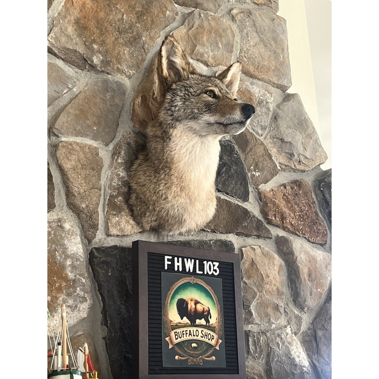 FHWL103 - Coyote Shoulder Museum Quality mount Taxidermy