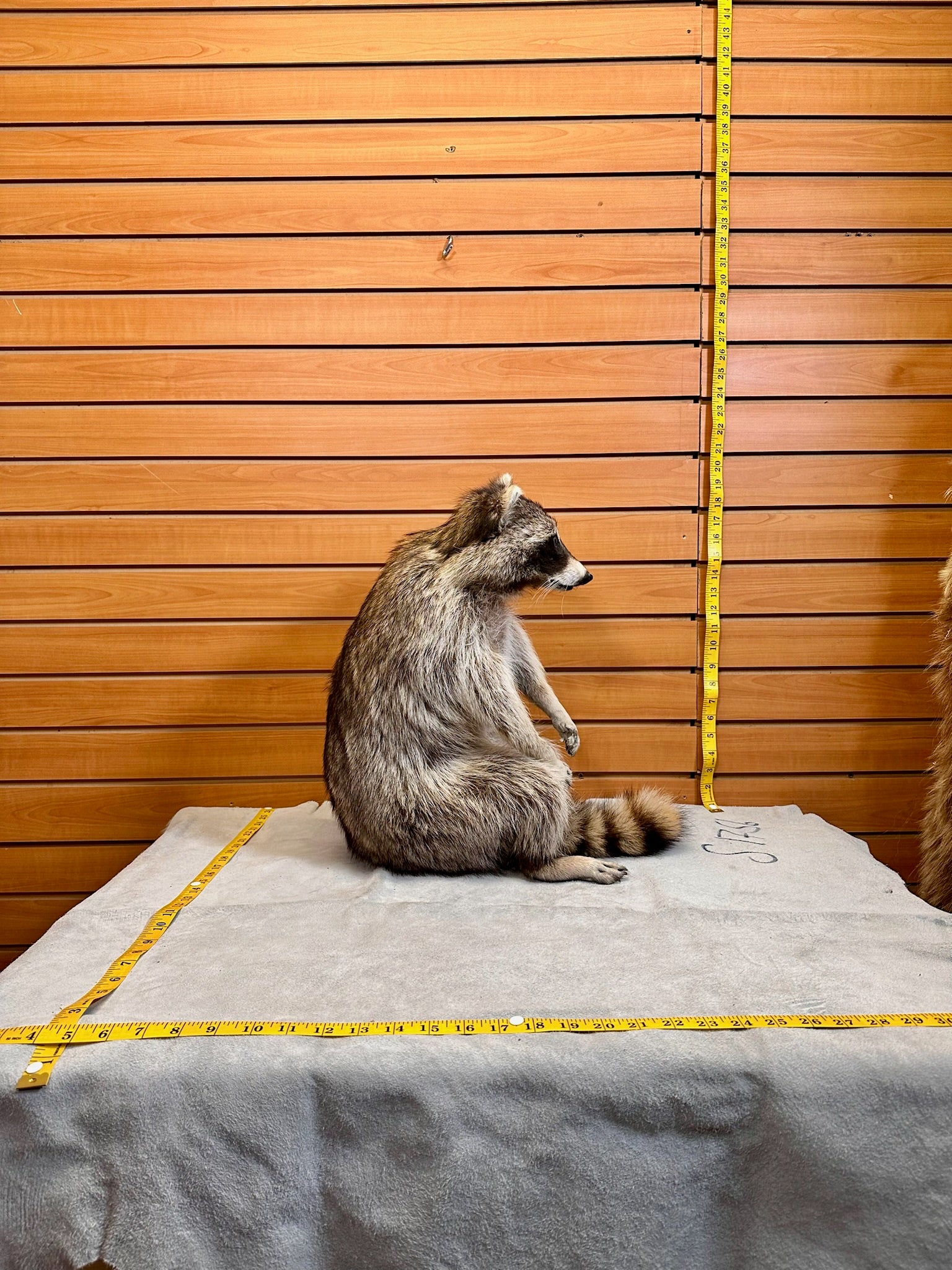 FH189- Raccoon taxidermy mount full body