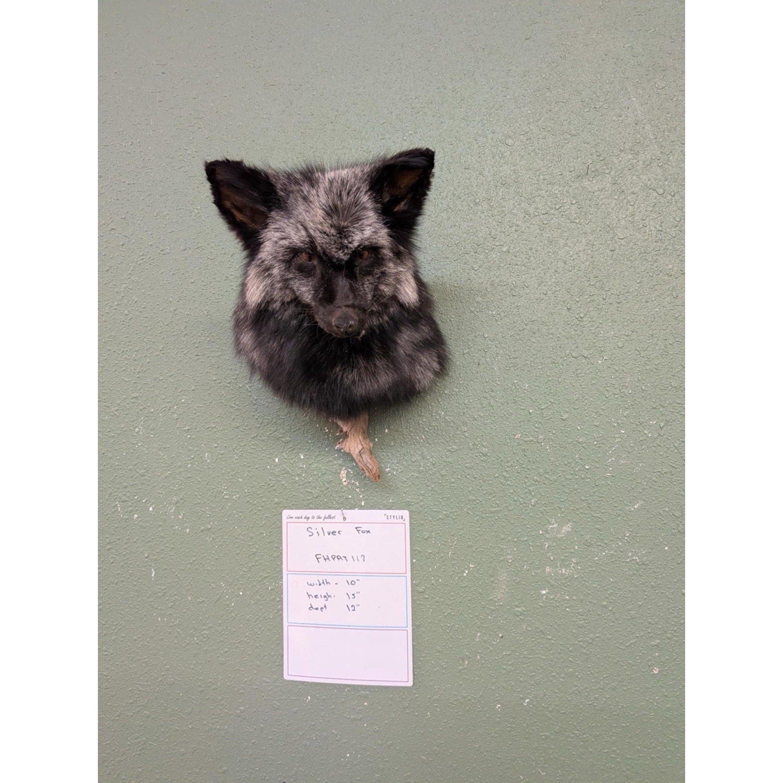 FHPAT117 - Cross Fox Taxidermy Shoulder mount