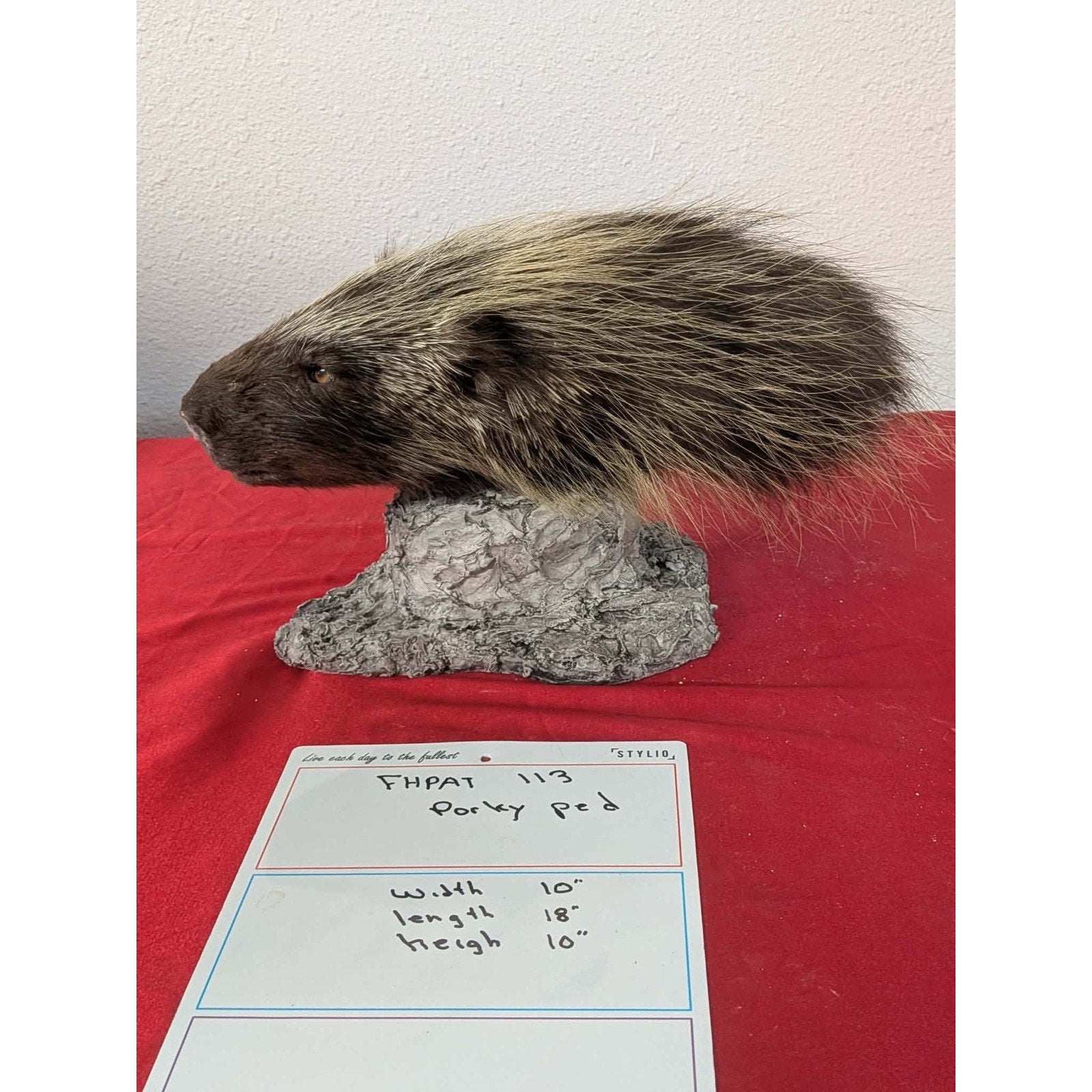 FHPAT113- Beautiful Montana Prime Winter Porcupine Shoulder Taxidermy Mount