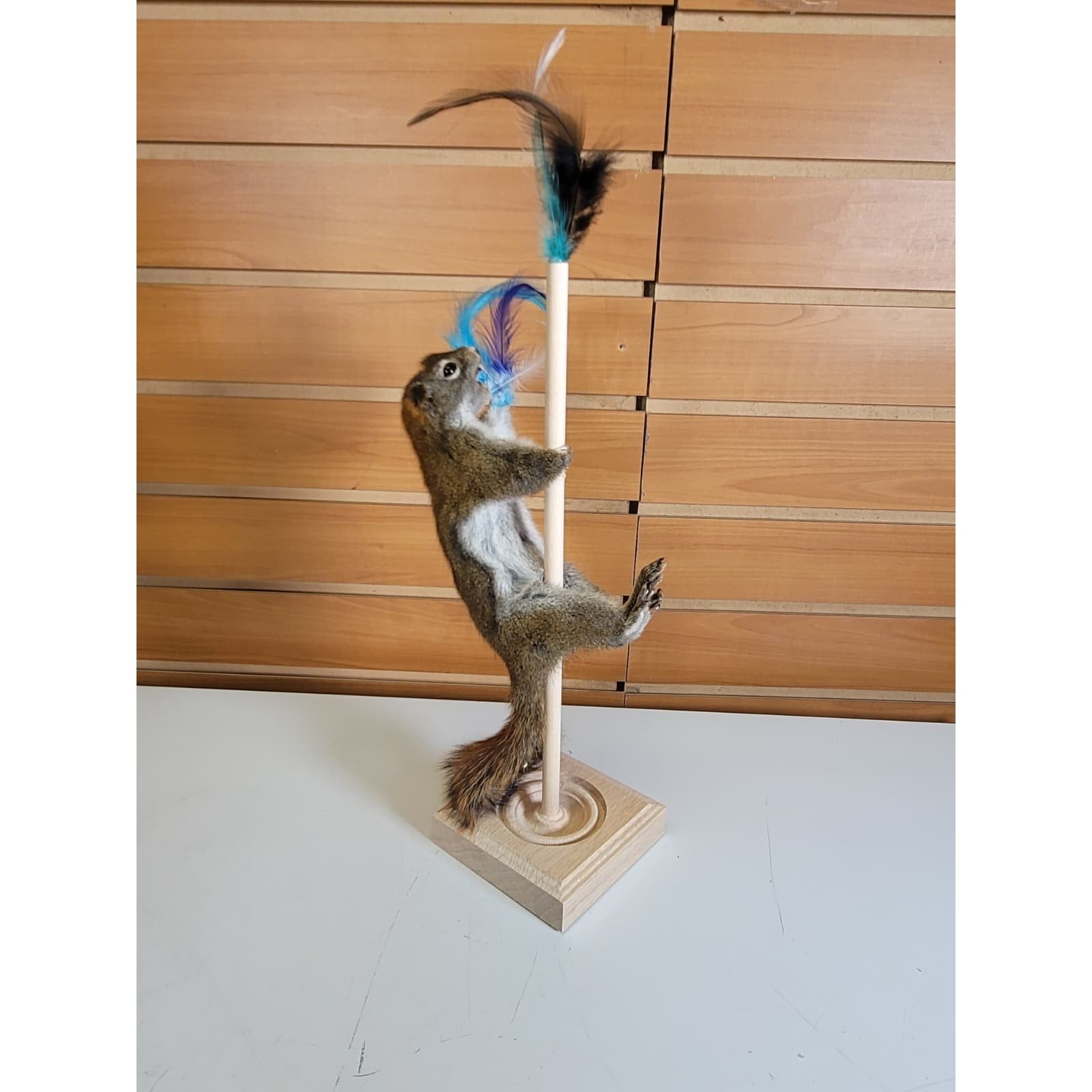 FHSQ310 - Stripping American Red Squirrel Taxidermy Mount