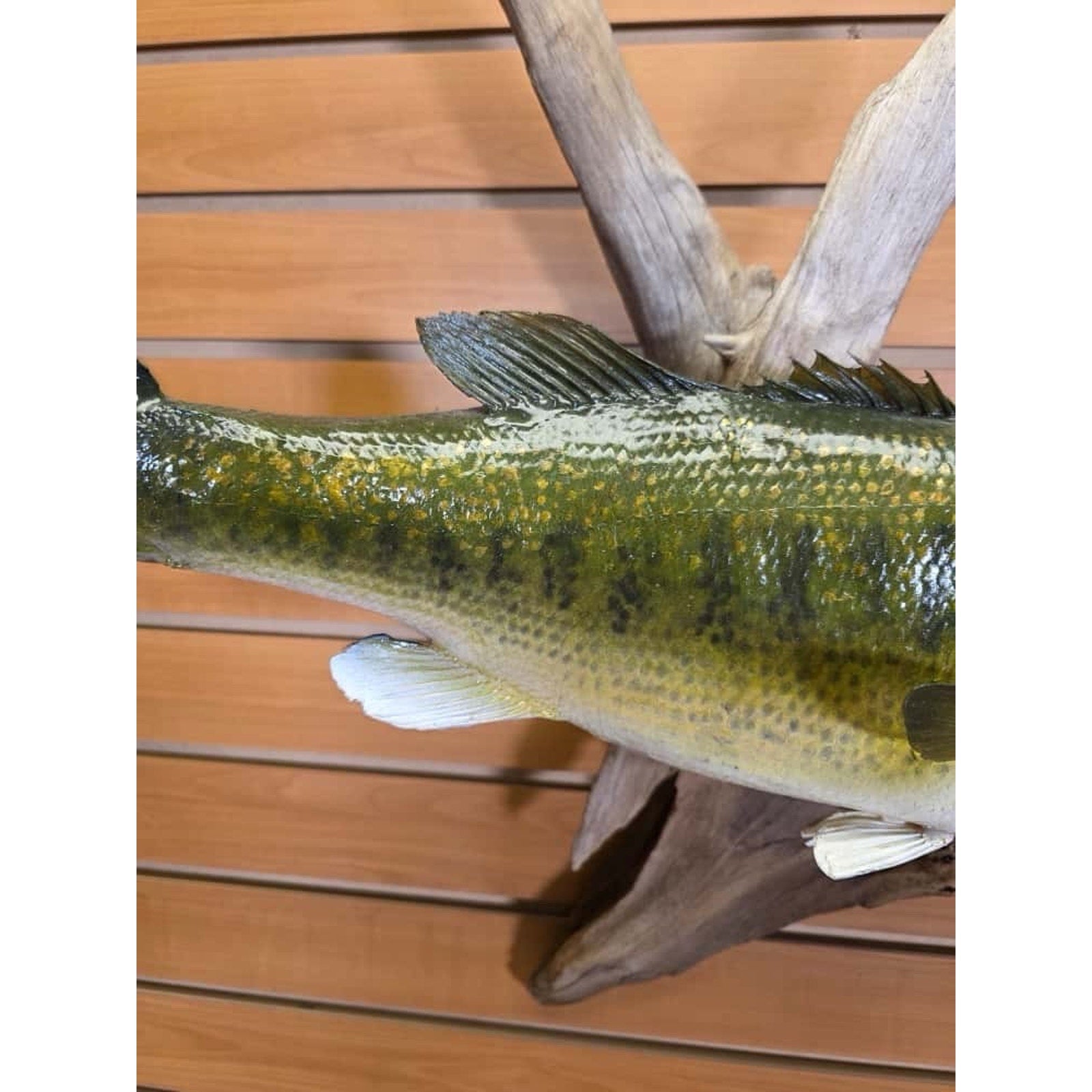 FHCM33 - Real Skin 20” Largemouth Bass Fish Taxidermy