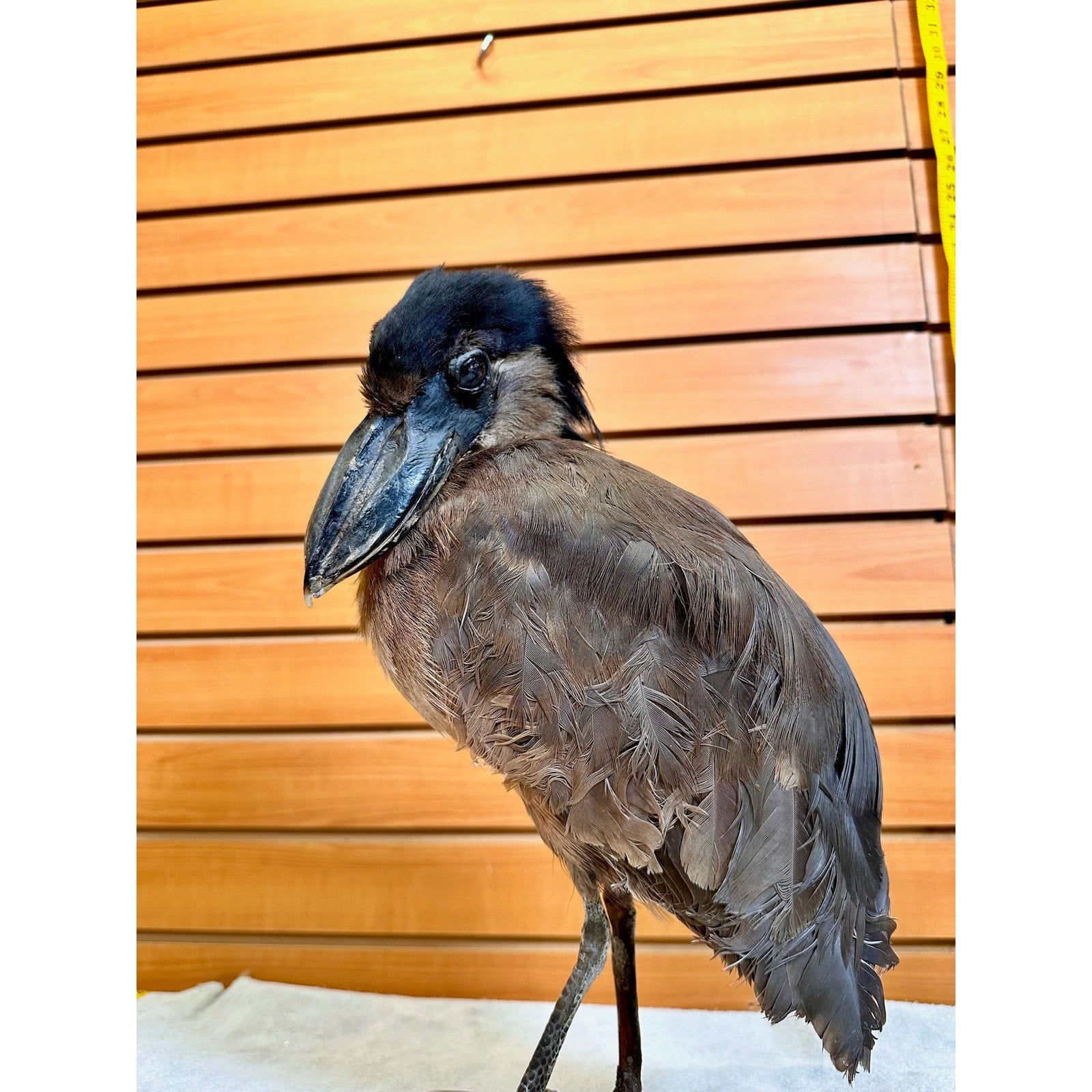 FHSF9-Boat billed Heron bird taxidermy