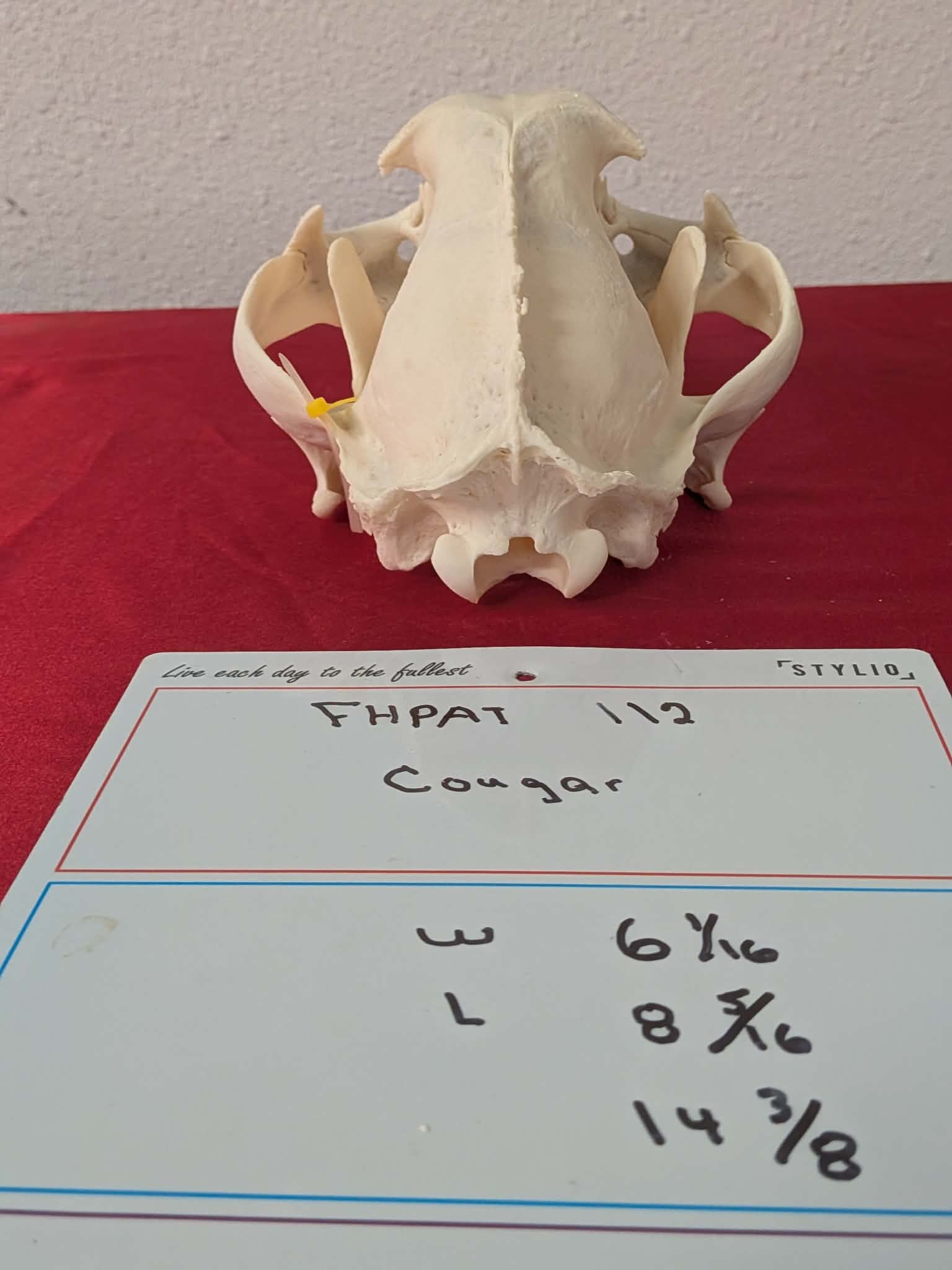 FHPAT112 - real Cougar Skull