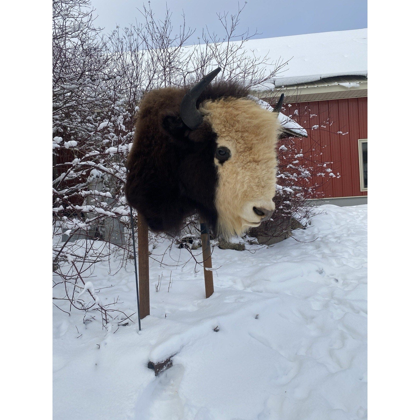 FHDAR40- Rare Sacred White-faced Buffalo Bison Taxidermy Shoulder mount