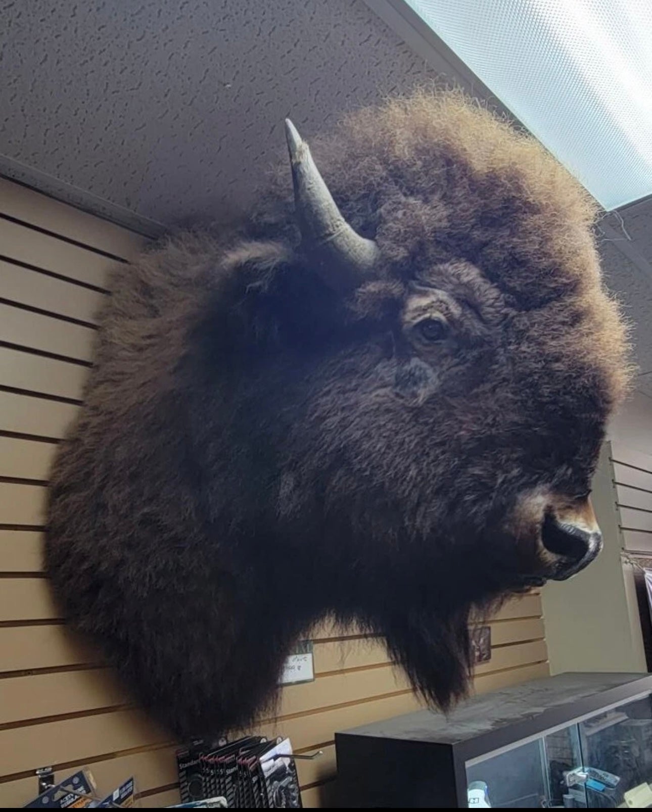 FHDONNA2- Buffalo Taxidermy Shoulder mount Bull