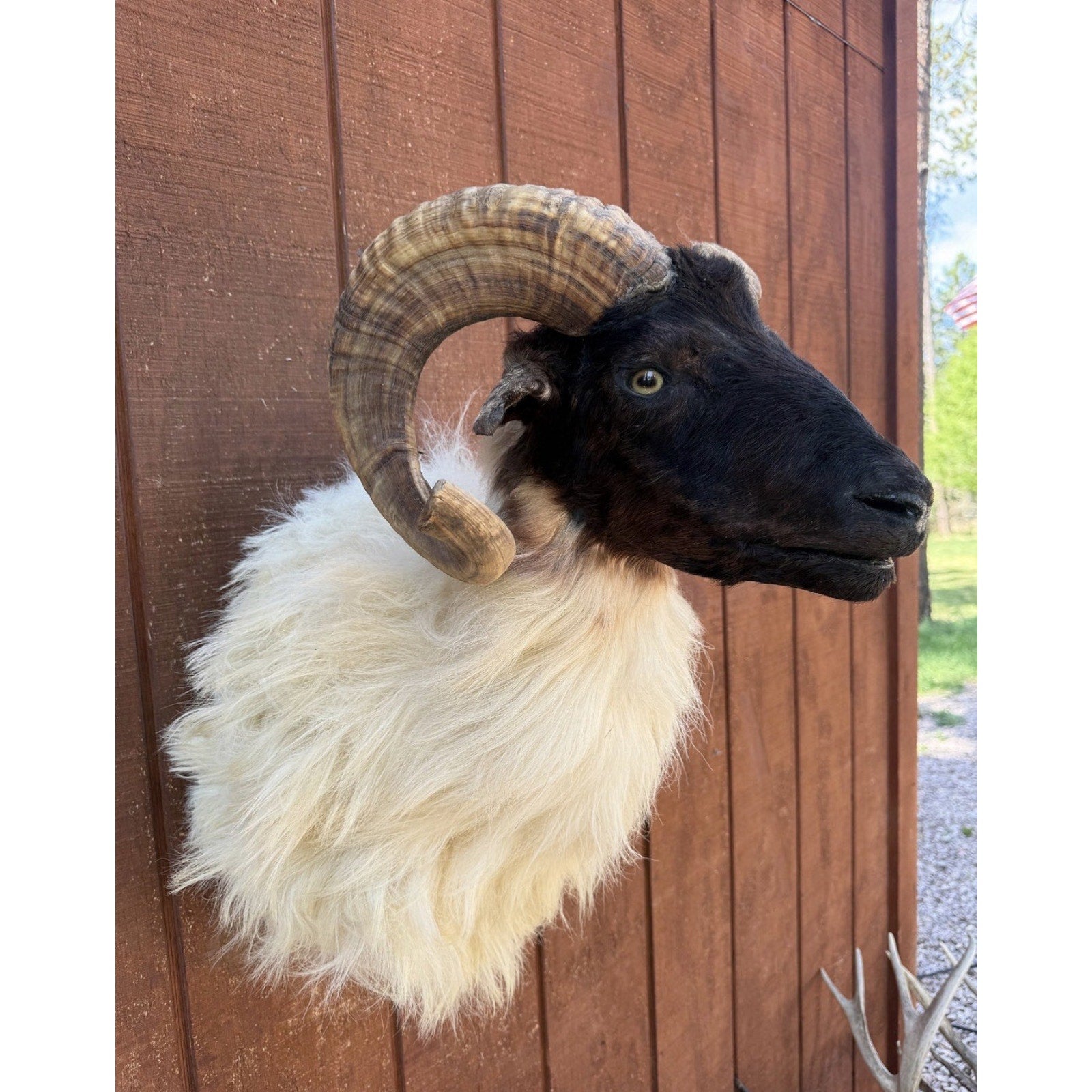 FHCW1 - Exotic Color Corsican ram Shoulder Mount Quality Fluffy Taxidermy