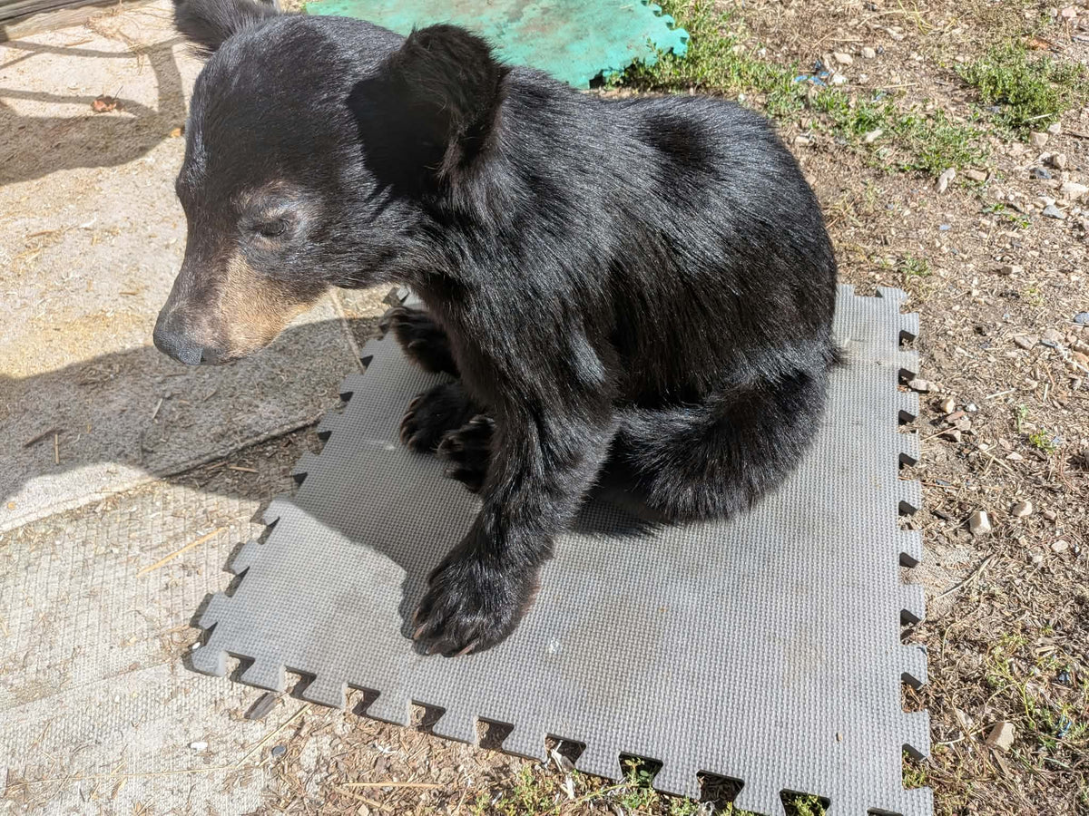 FHPAT235 -Baby Black Bear Cub Full Body taxidermy mount