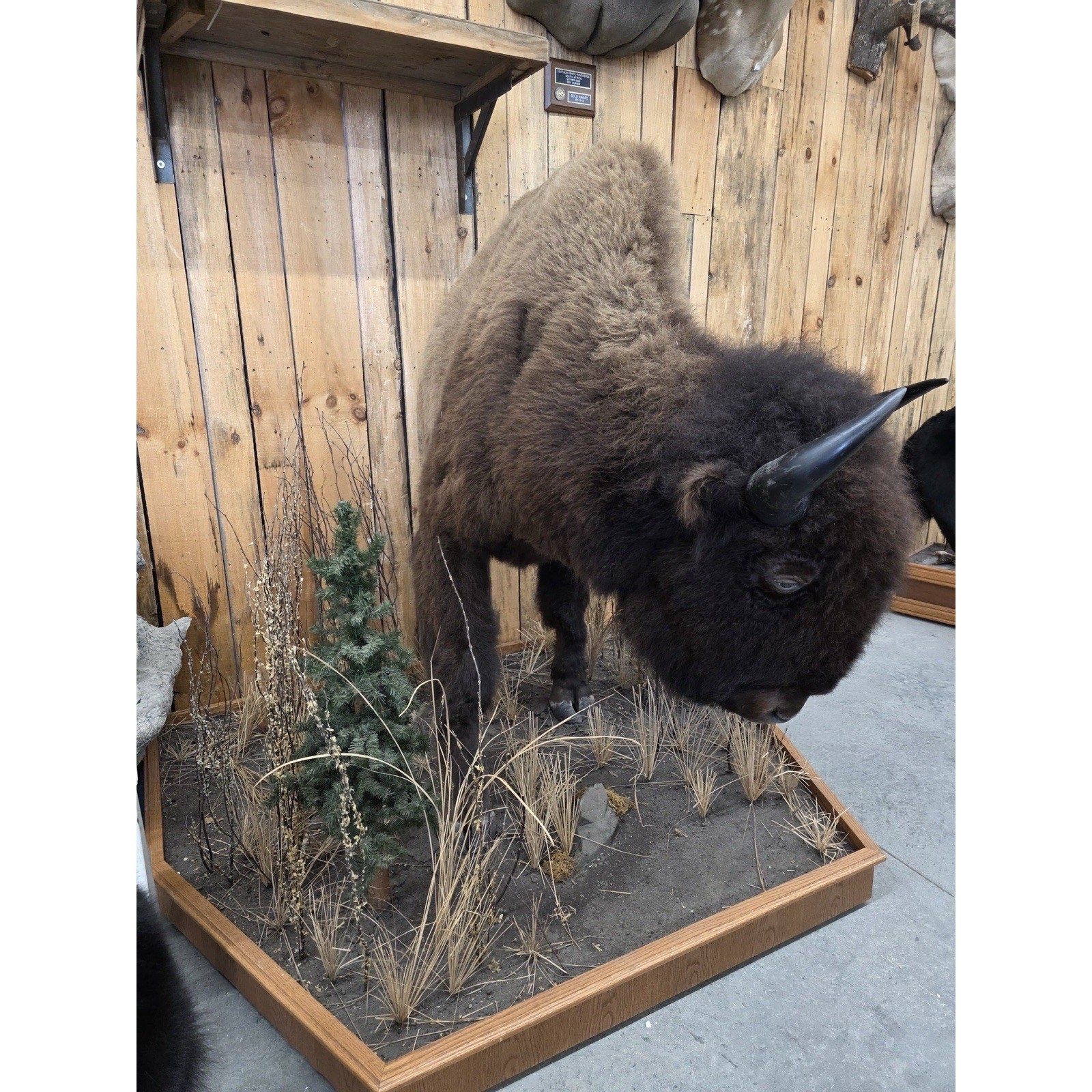 FHCM775 - Massive Buffalo Bison Taxidermy Half mount Bull