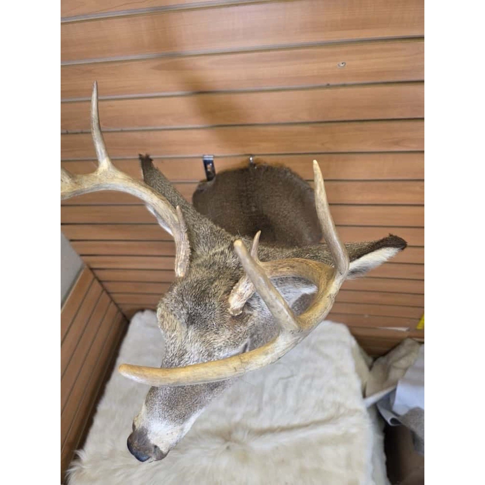 FHMN6 - Whitetail Deer Real Antler Deer Taxidermy Mount