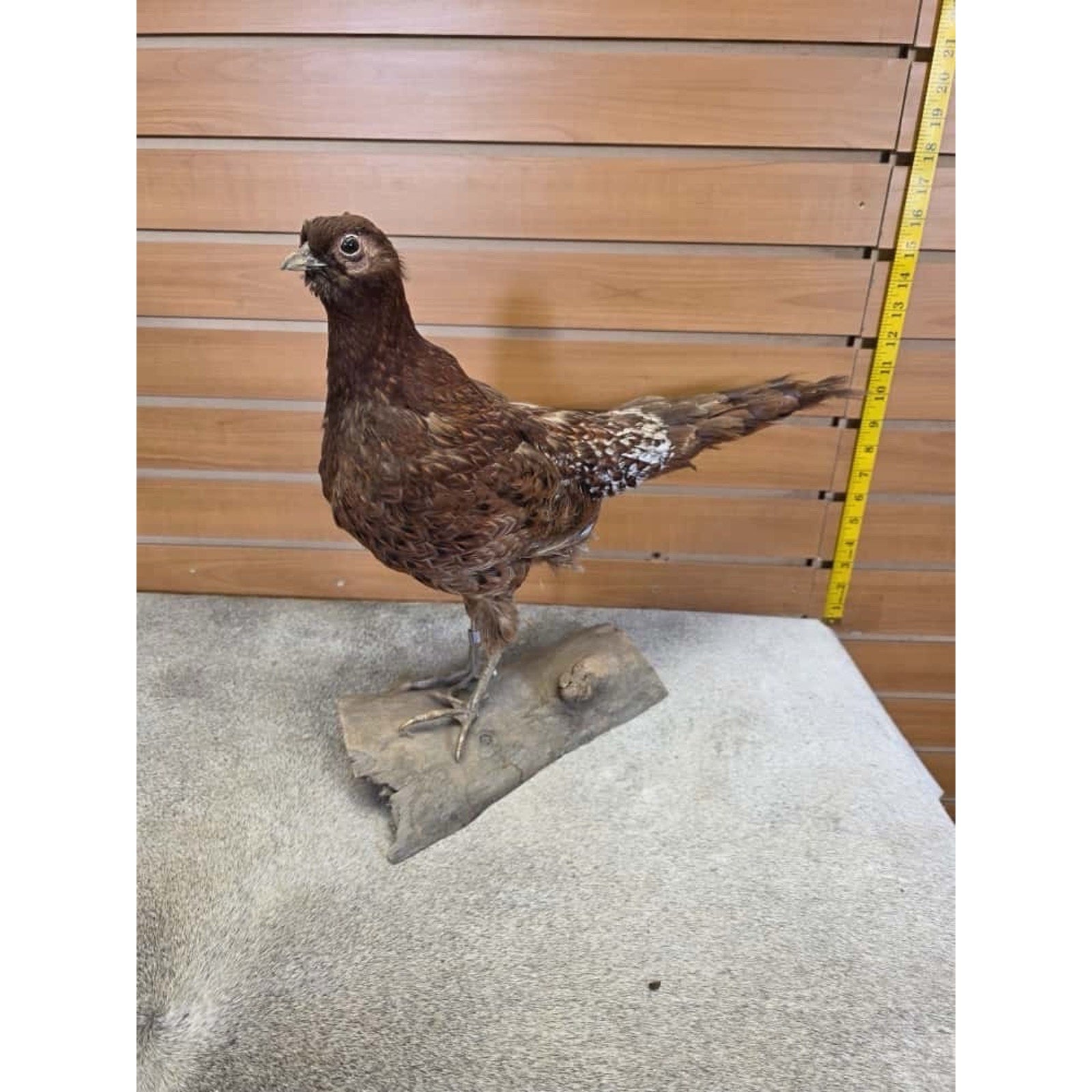 JTV244 - Copper Pheasant Bird Taxidermy Mount