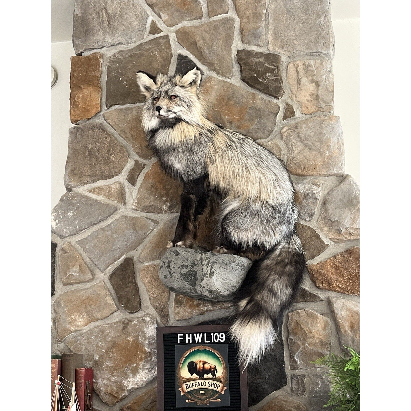 FHWL109 - Premium Fox Taxidermy Full Body Mount