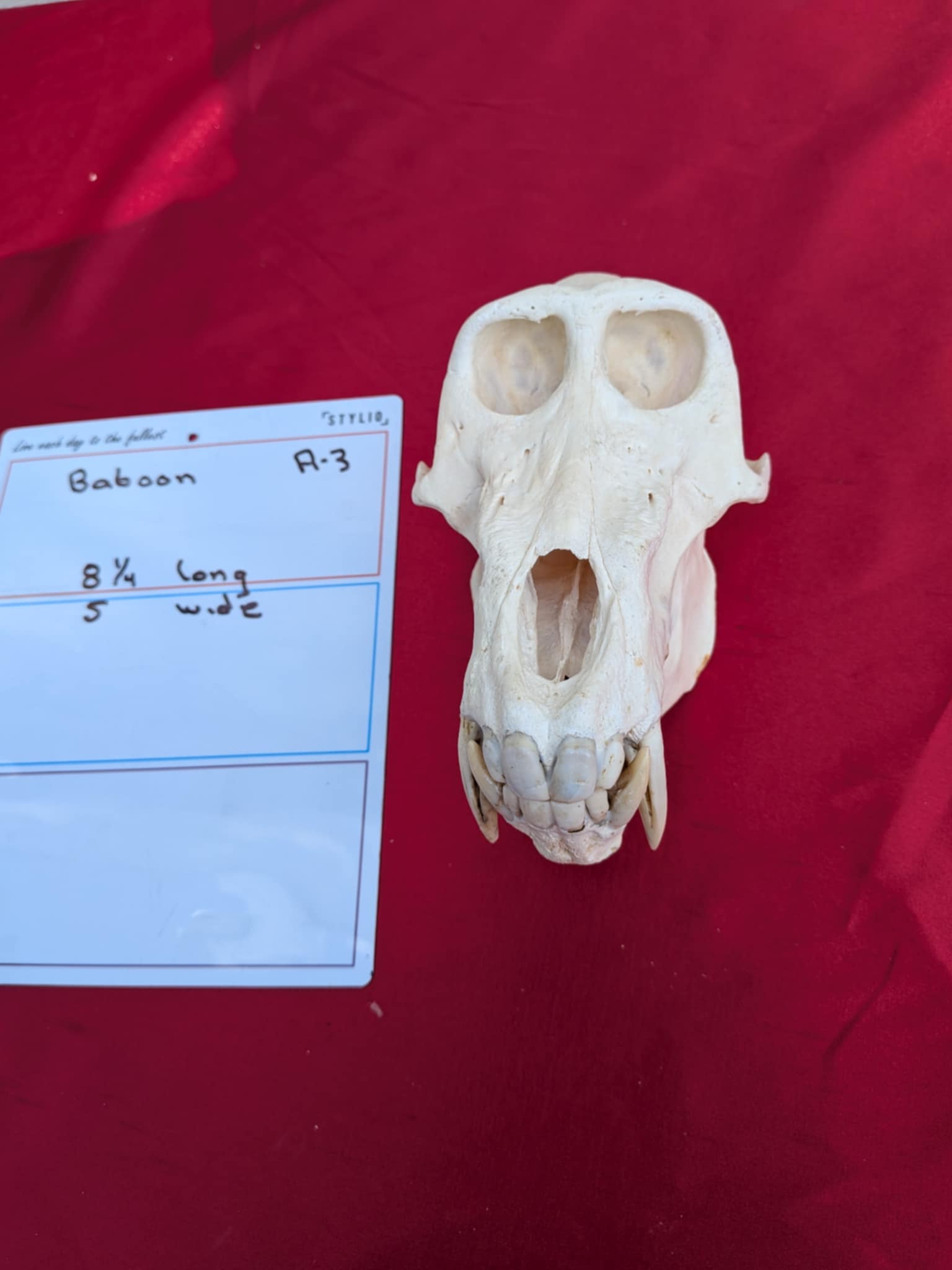 FHPATR3 - Impressive male Perfect Teeth baboon Skull