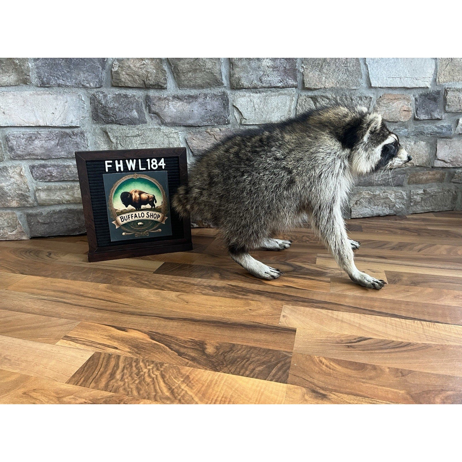 FHWL184-Jimothy Fat Raccoon Taxidermy Mount