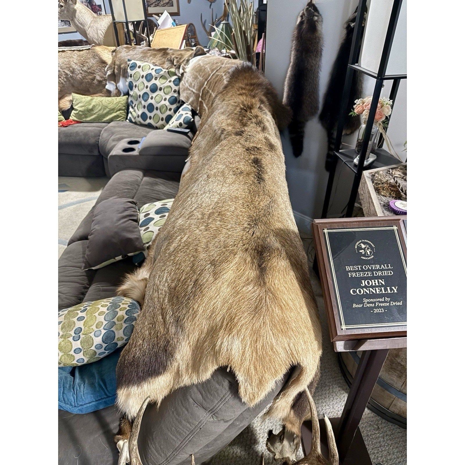 FHBD0826E - Full Size Elk Back Skin Hide