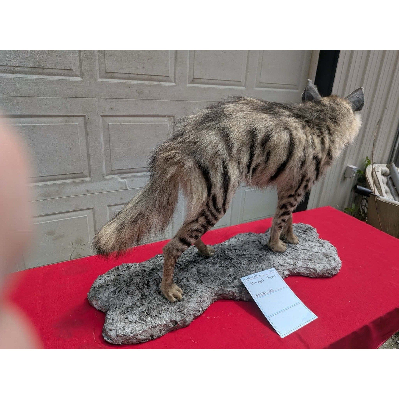 FHPAT168 - Striped hyena Super Rare New Taxidermy Mount