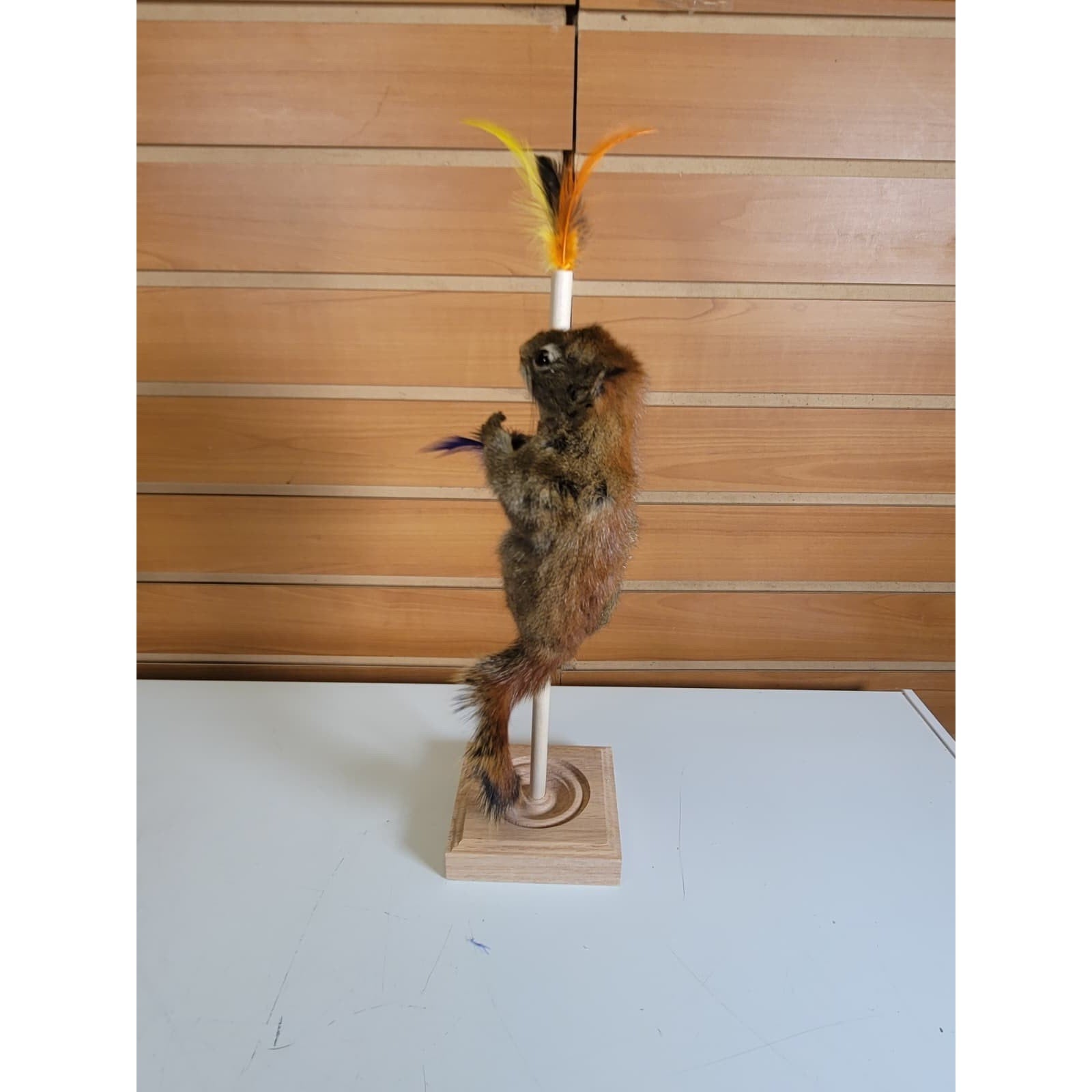 FHSQ312 - Stripping American Red Squirrel Taxidermy Mount