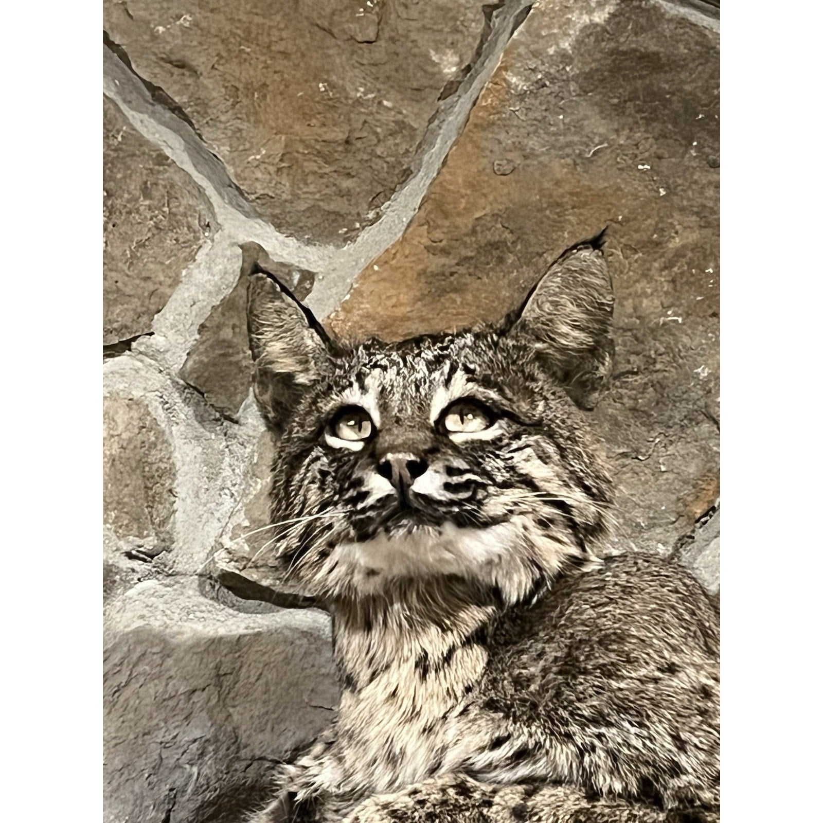 FHWL45 - Bobcat Taxidermy Full Body Mount