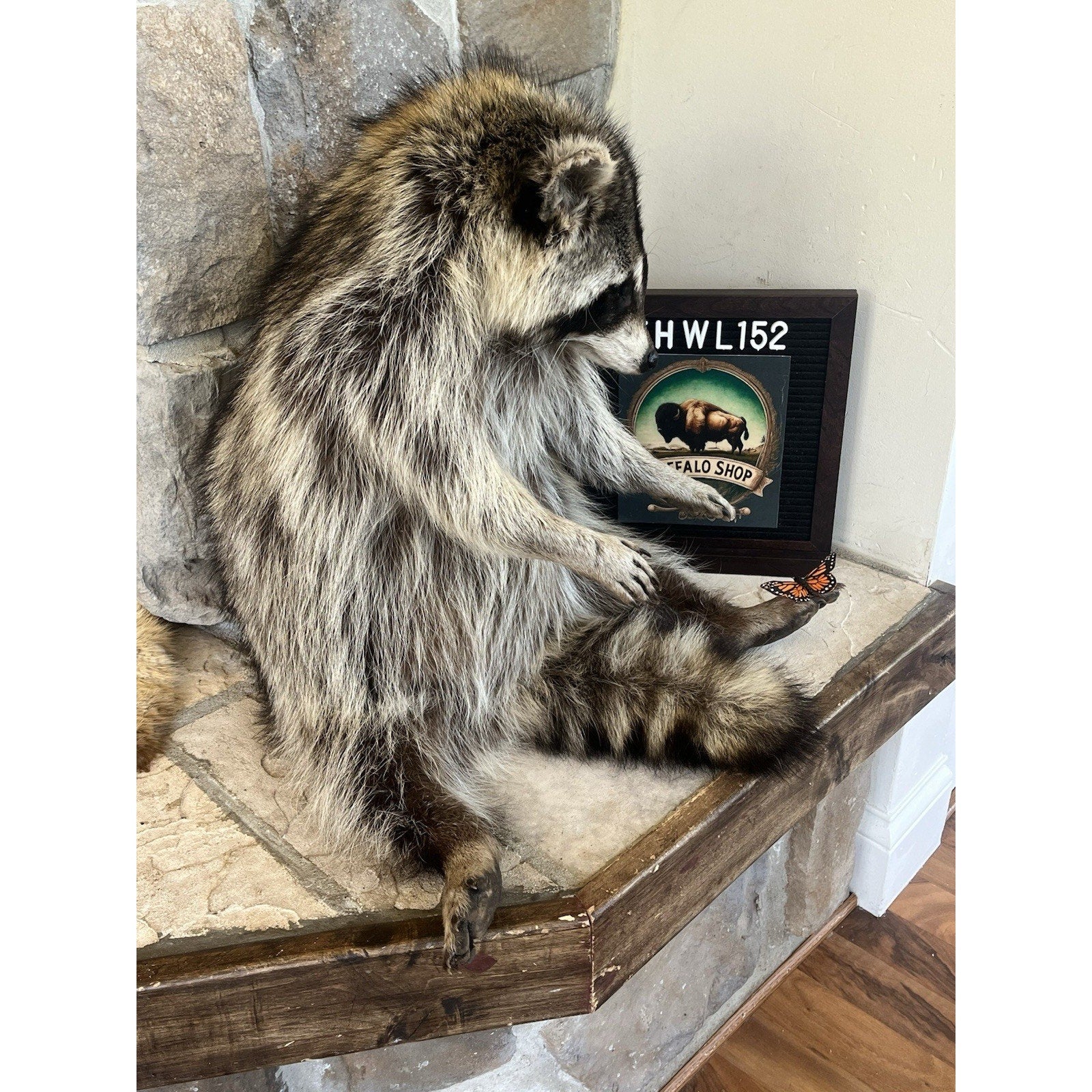 FHWL152 - Fat Raccoon Taxidermy Mount