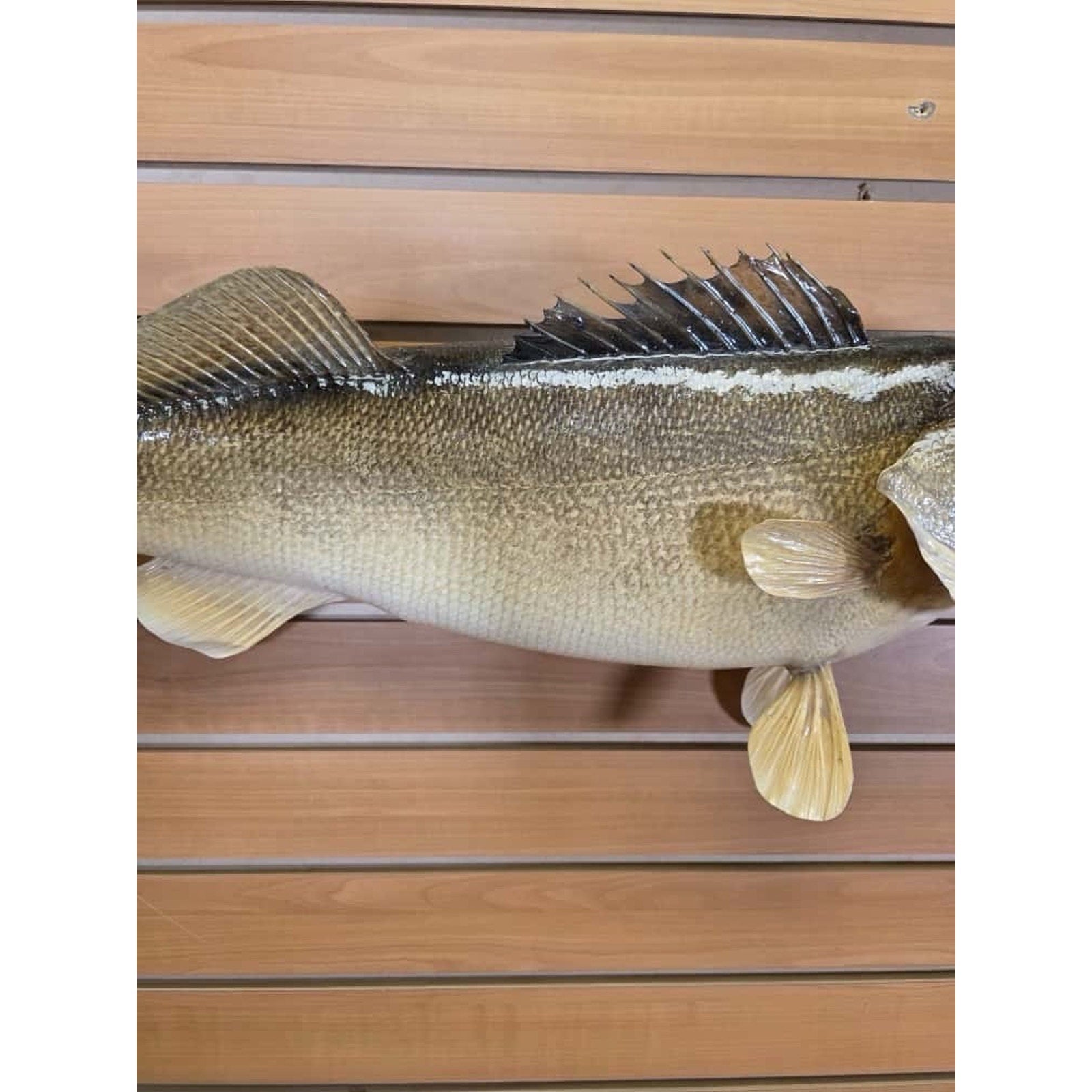 JTV218 - Real Skin Walleye Fish Taxidermy Mount 26”