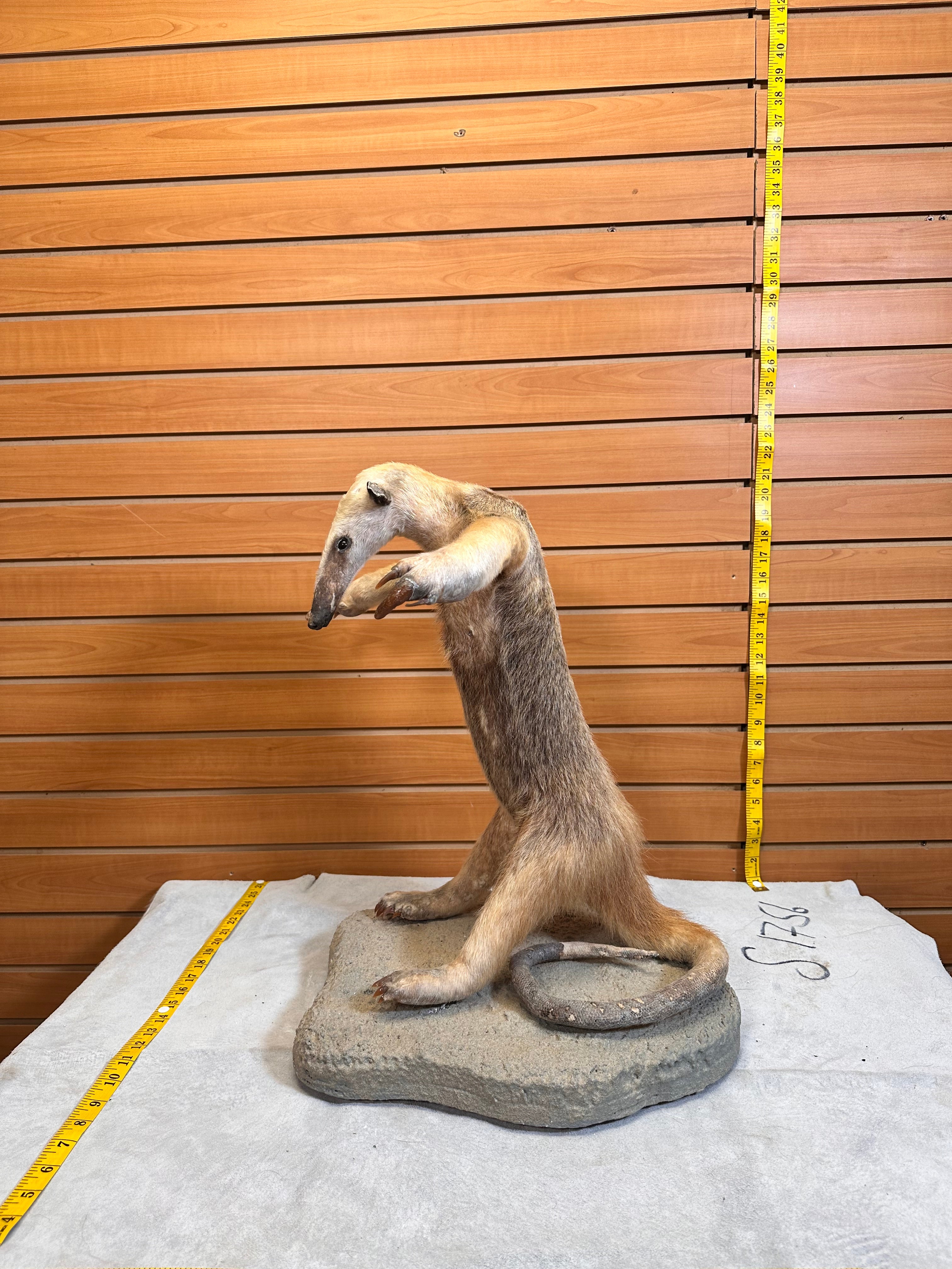 FHPAT7392-Tamandua / Ant Eater Full Body Mount Taxidermy