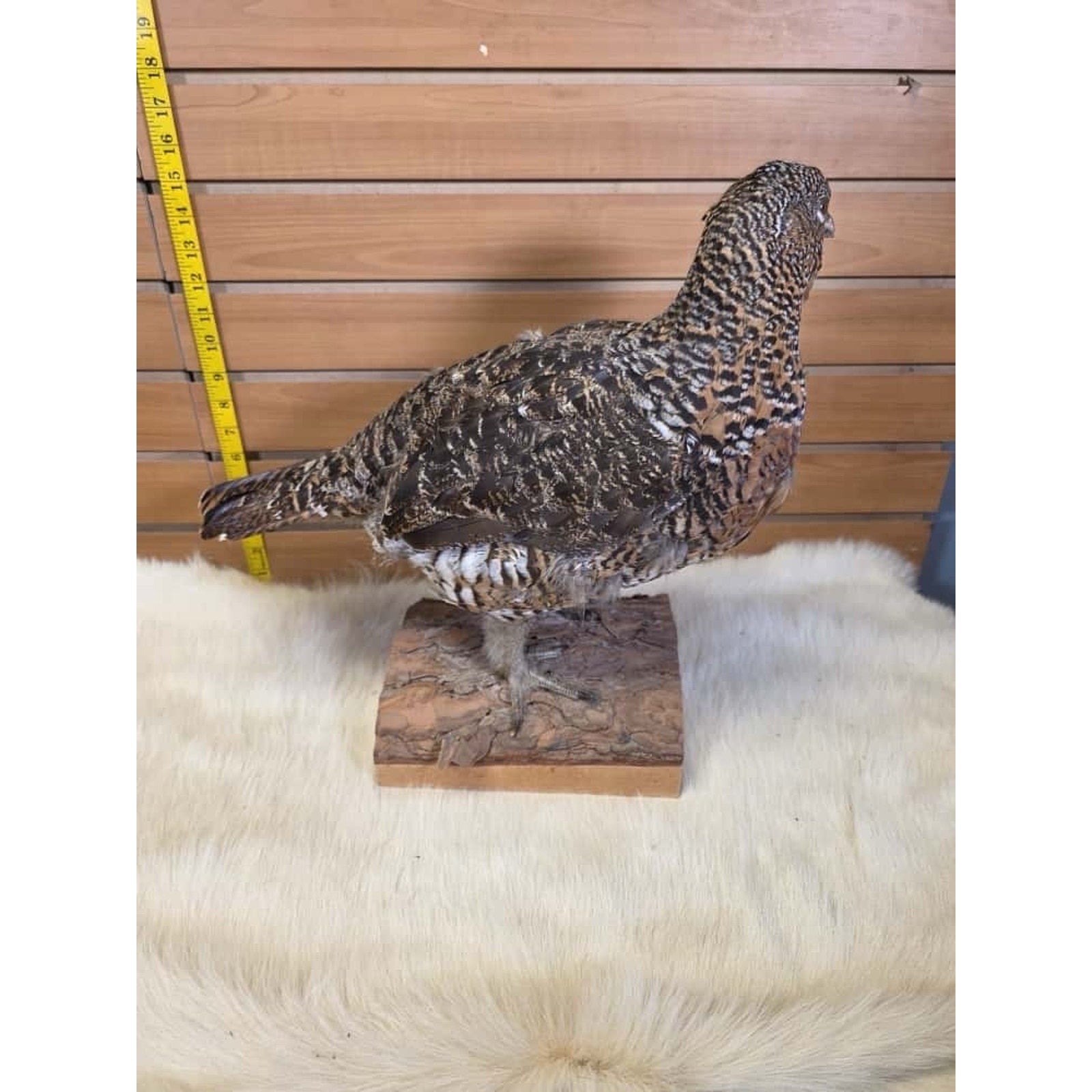 JTV231 - Western Capercallie Grouse Hen