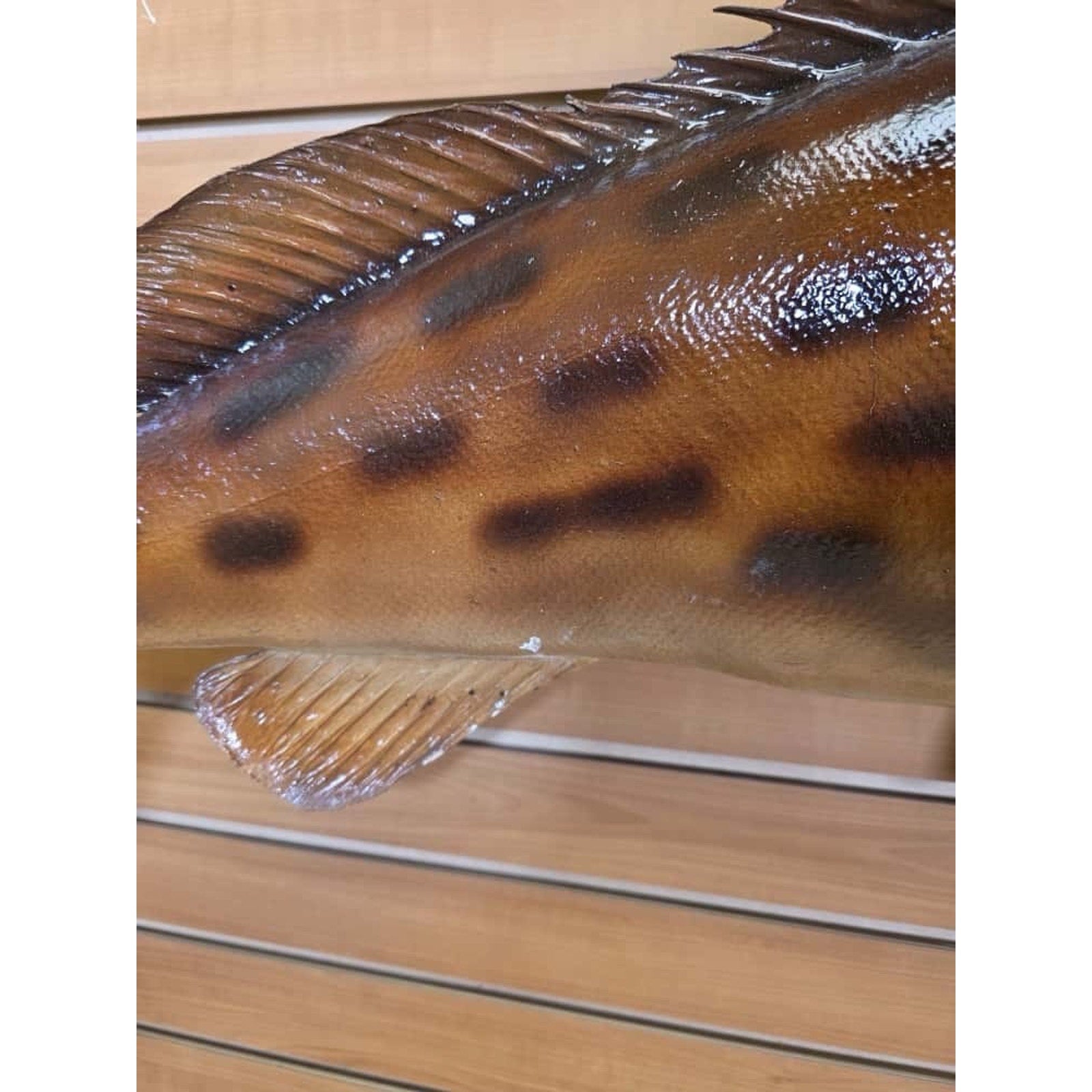 JTV222 - Grouper 34” Fish Real Skin Taxidermy Mount