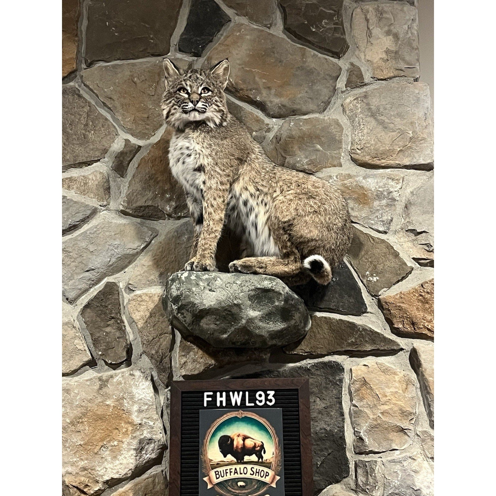 FHWL93 - Bobcat Taxidermy Full Body Mount