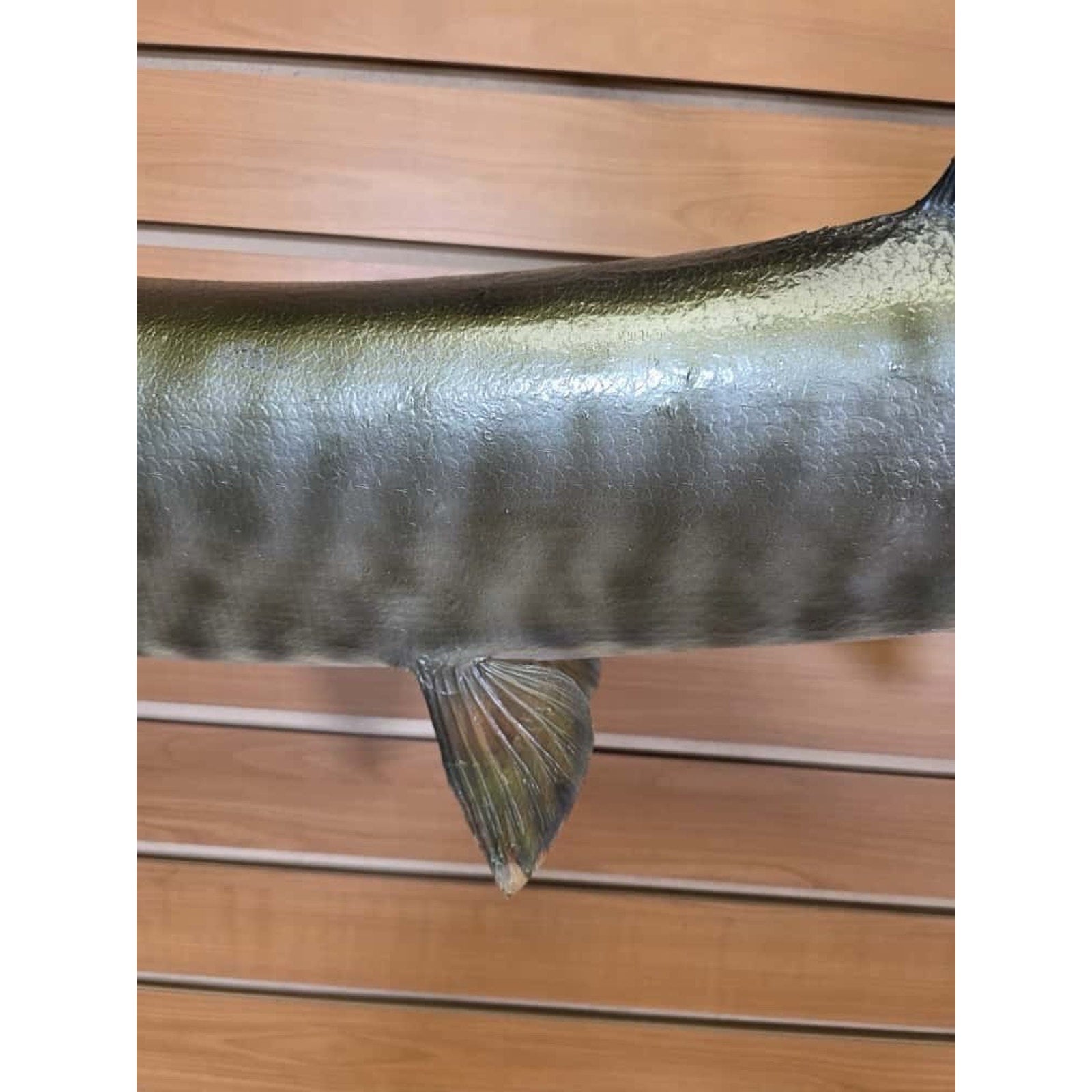 JTV228 - Real Skin Muskie Fish Taxidermy Mount 40”