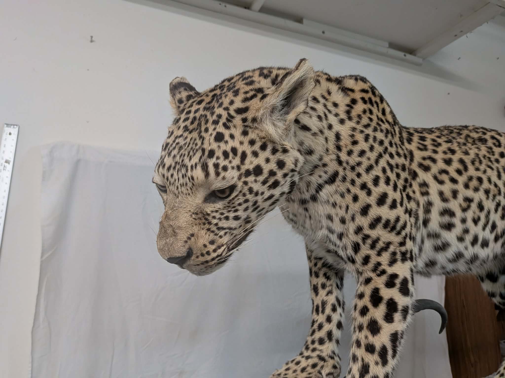 FHPAT739- leopard taxidermy full body mount