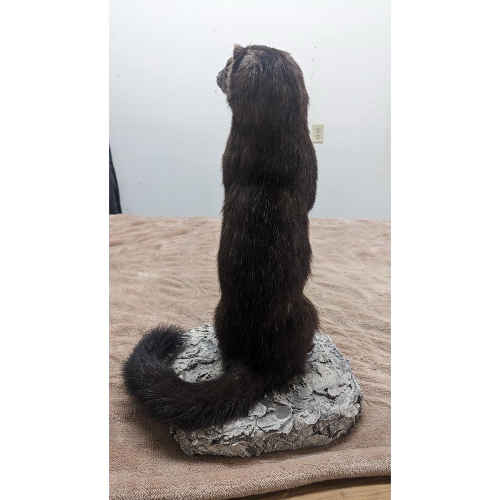 Full Mink Real Taxidermy Mount