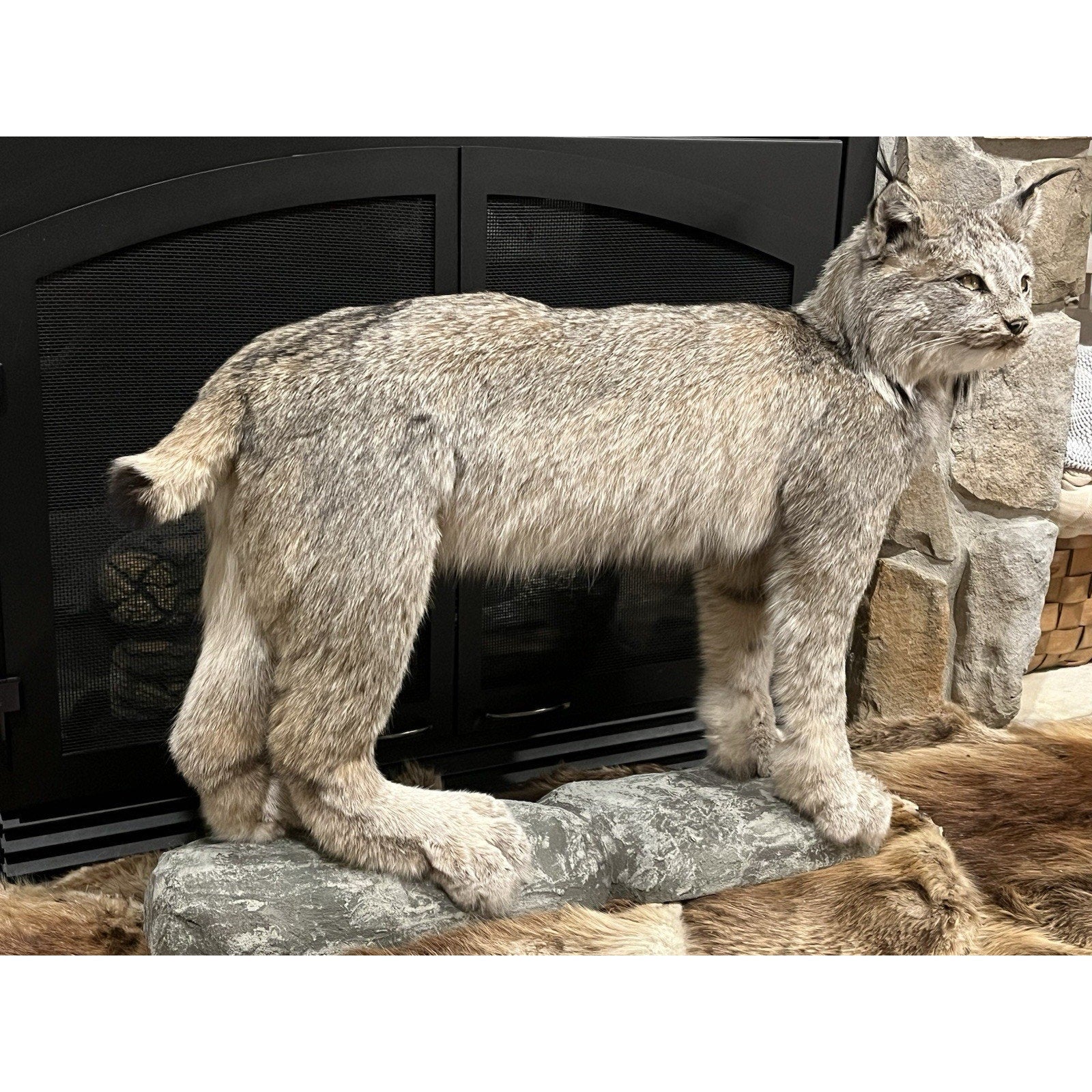 FHWL24 - Alaskan Lynx Taxidermy Full Body Mount Prime Fur